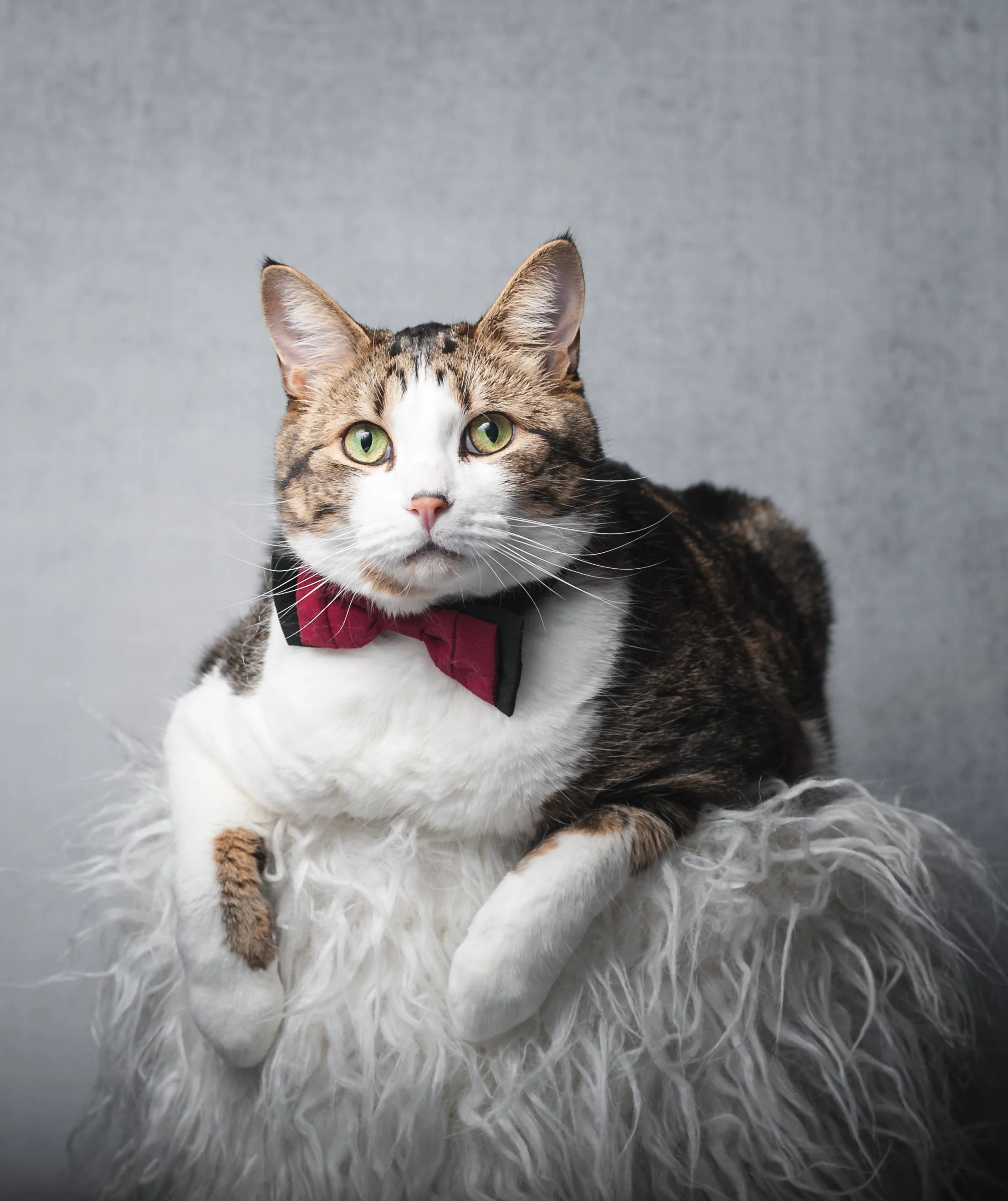 poss in bowtie.jpg
