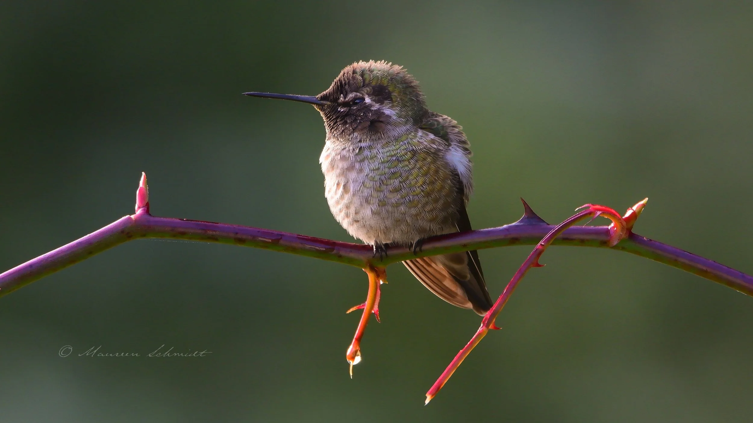 Wildlife (Bird) Photography