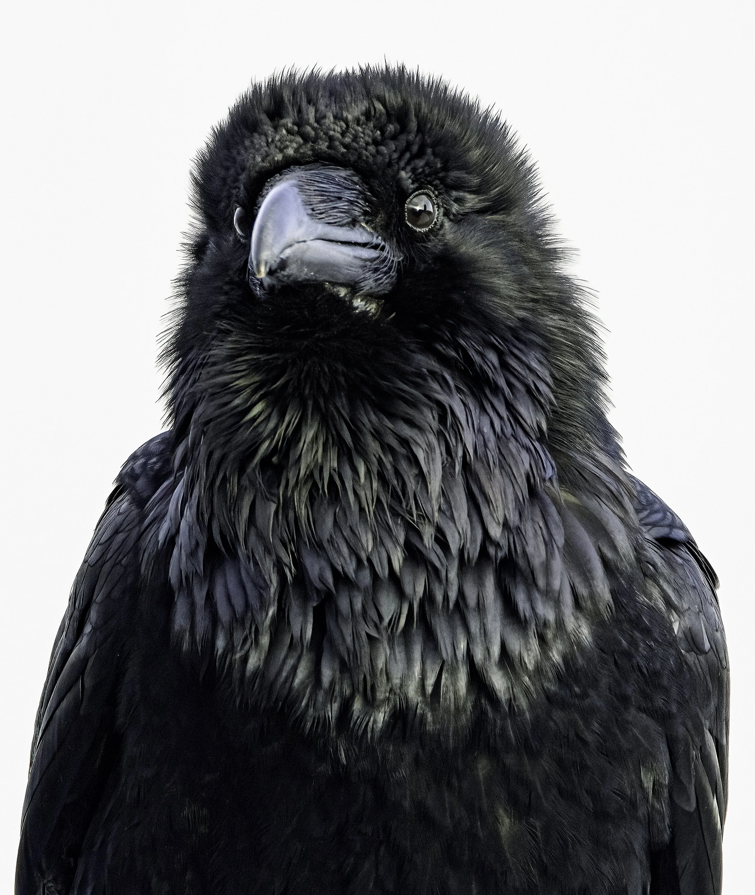 raven portrait2 print.jpg