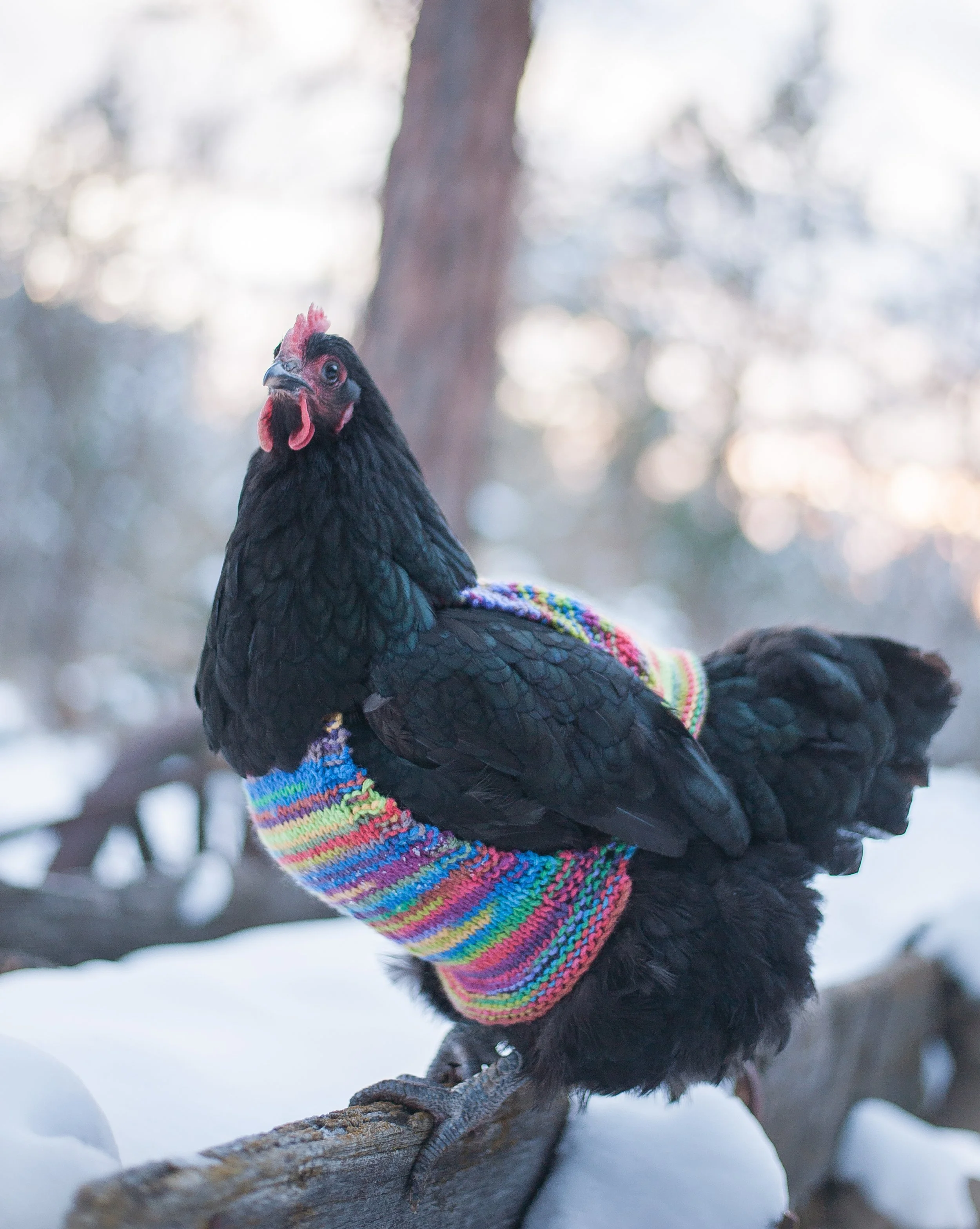 newsweater3 copy.jpg