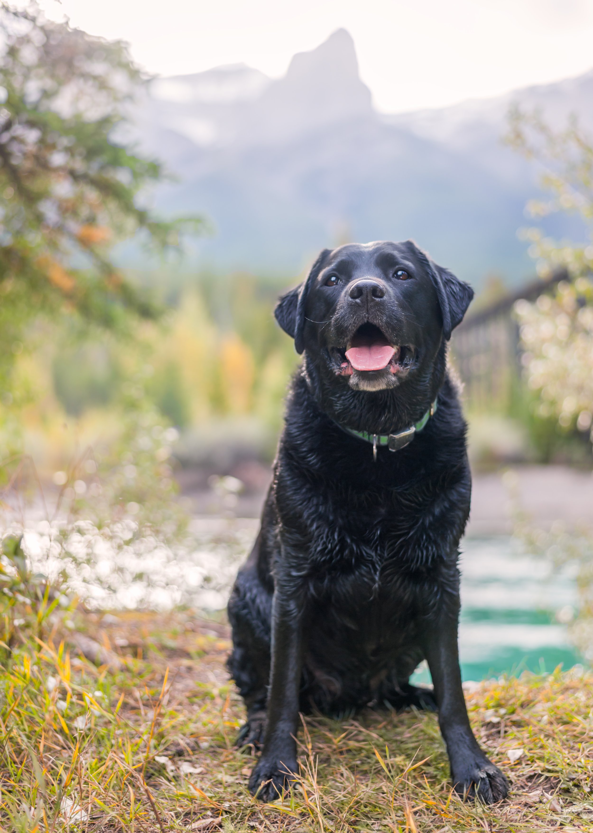 Pet Portraits
