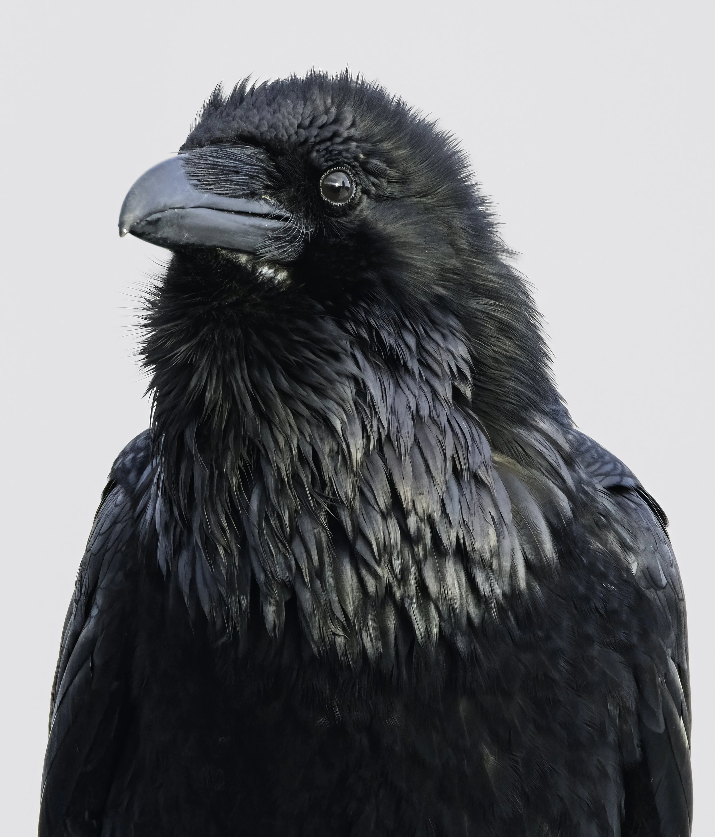 raven portrait print.jpg