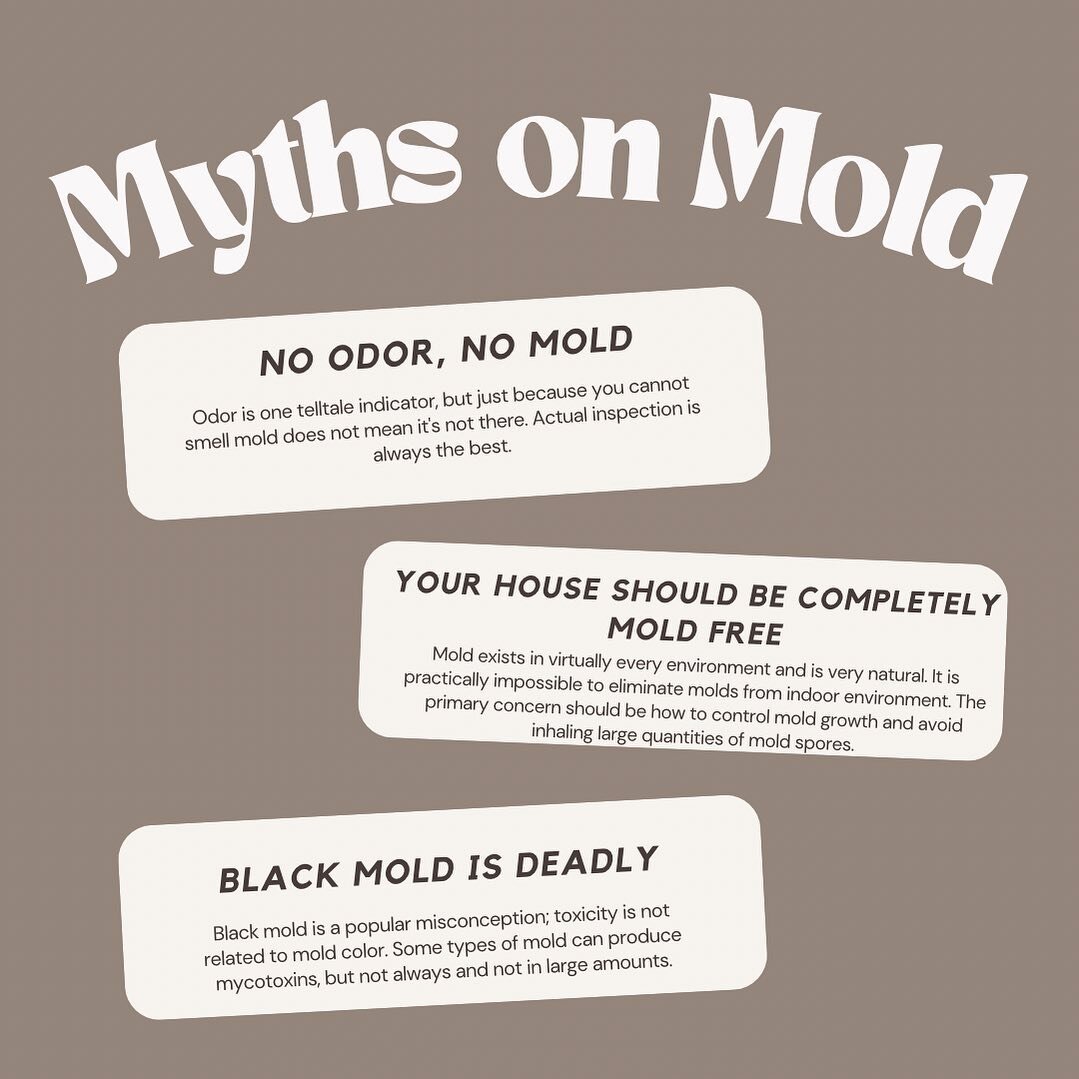 Did you know that mold is not a plant, but a fungus? 🍄 And that not all molds are bad for you? 🧀 There are many myths and misconceptions about mold that can make you panic or ignore the problem. 😱 In this post, we debunk a few myths and share some