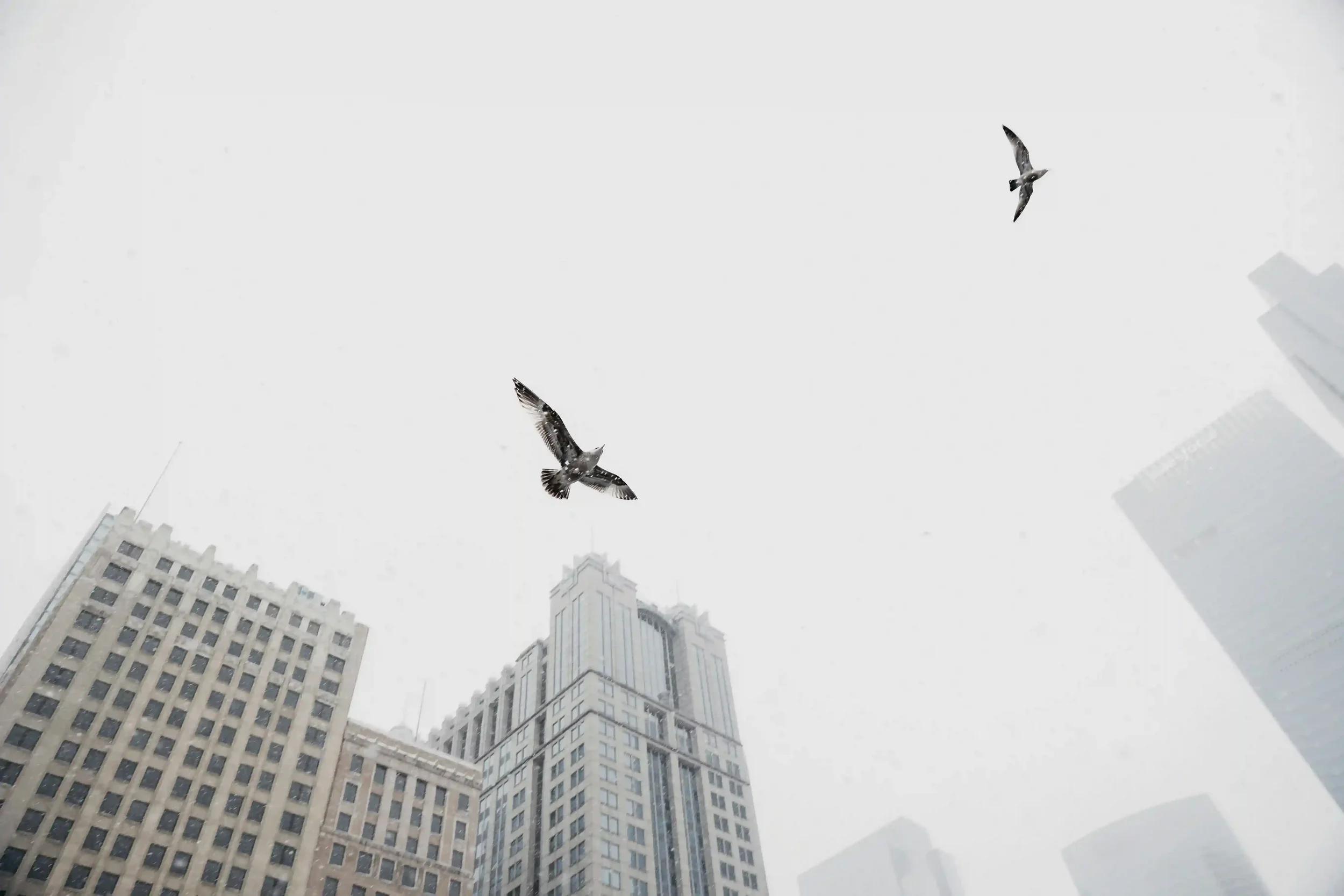 Two birds in flight above a misty city skyline — a visual metaphor for the freedom possible through EMDR intensive therapy in Dallas, TX, where healing goes deeper than insight alone.