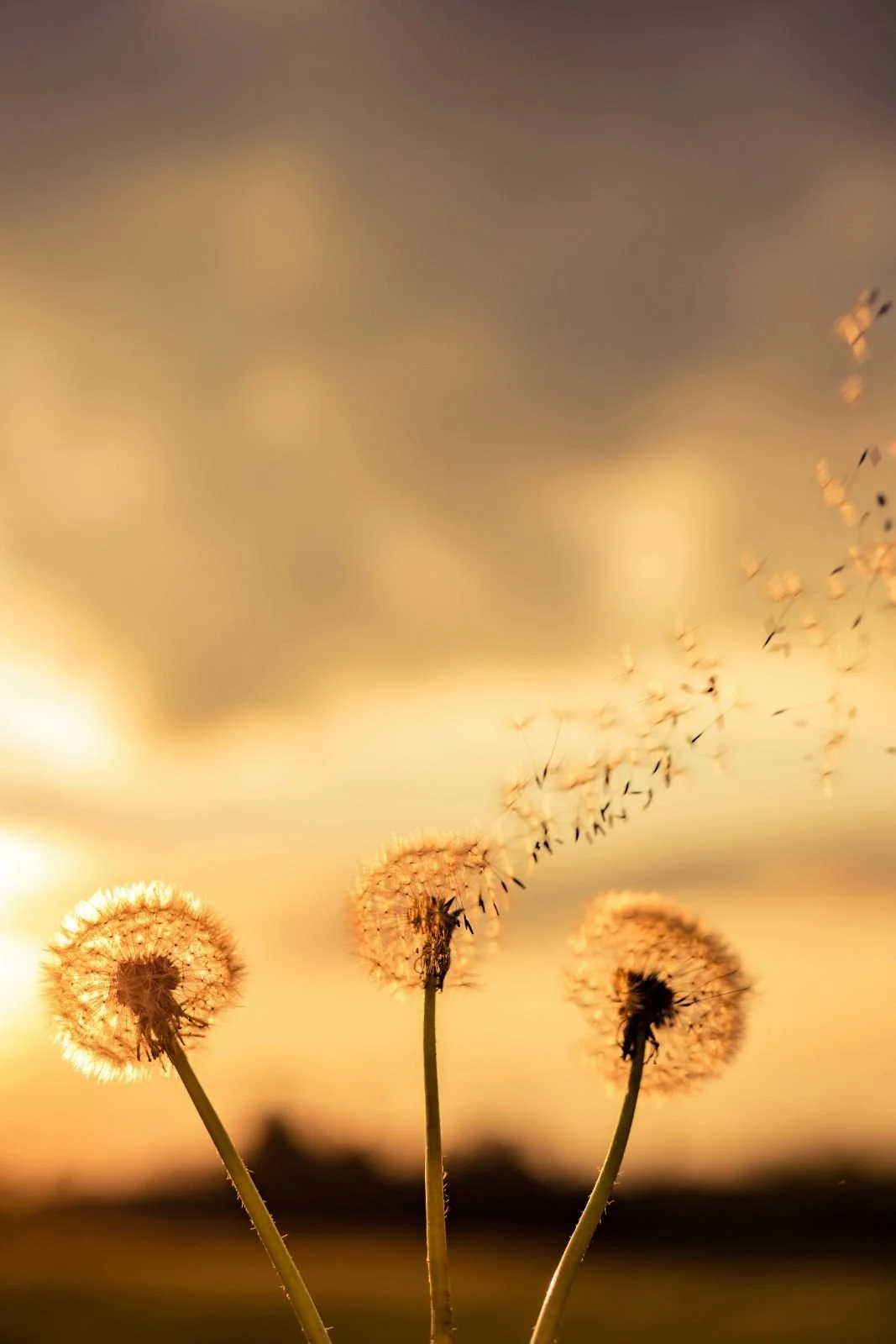 Dandelions releasing seeds into the sunset sky, symbolizing emotional release, inner peace, and healing from anxiety, overwhelm, and trauma through EMDR intensive therapy in Dallas, Texas.
