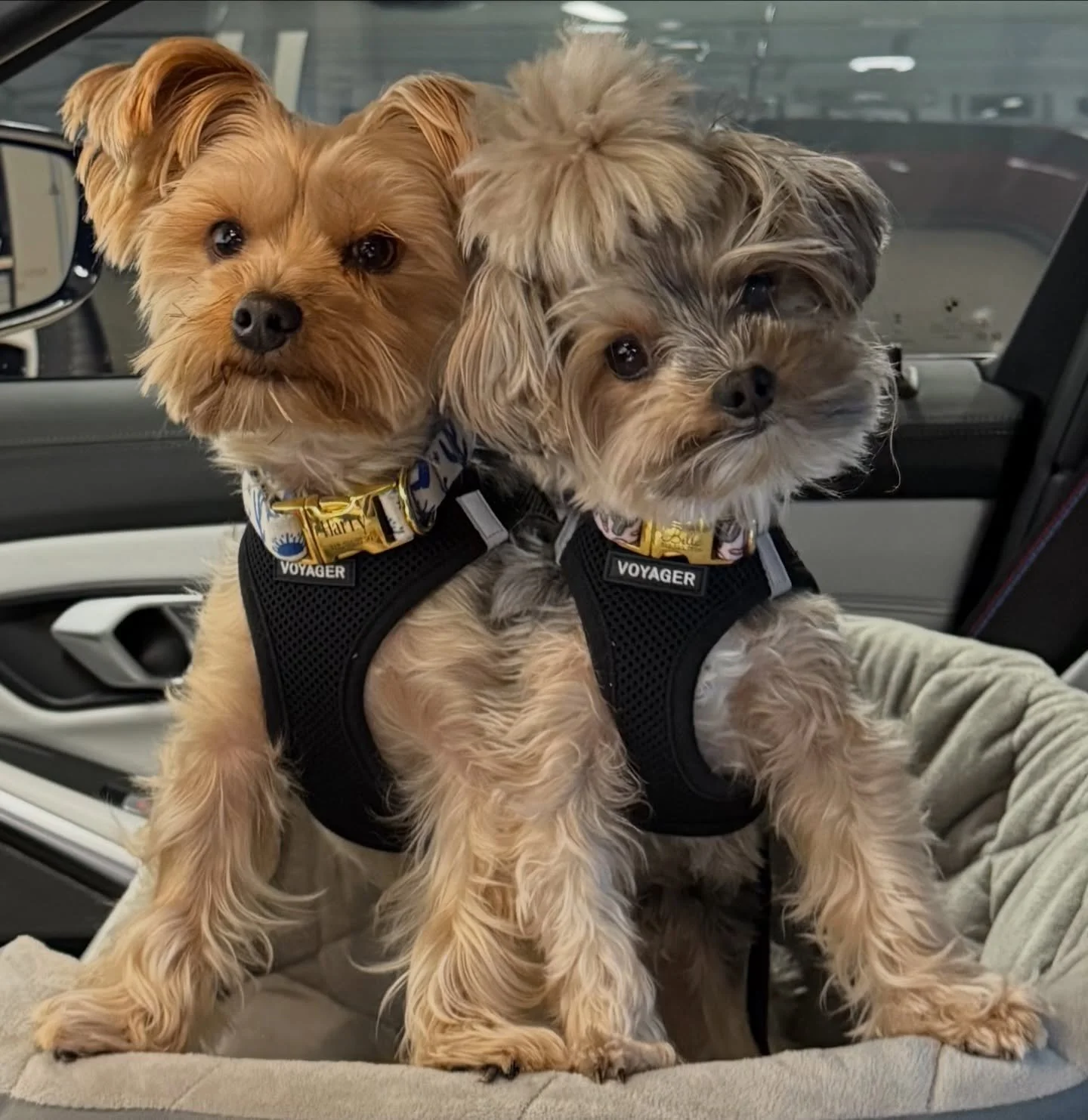 When you ask your kids if they will help you paint inventory&hellip; #pawprintsonly