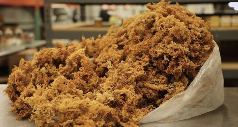 Gold Wild Irish Sea Moss (Raw)