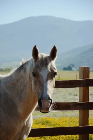 Top Benefits of Therapeutic Horseback Riding for Children and Adults with Disabilities