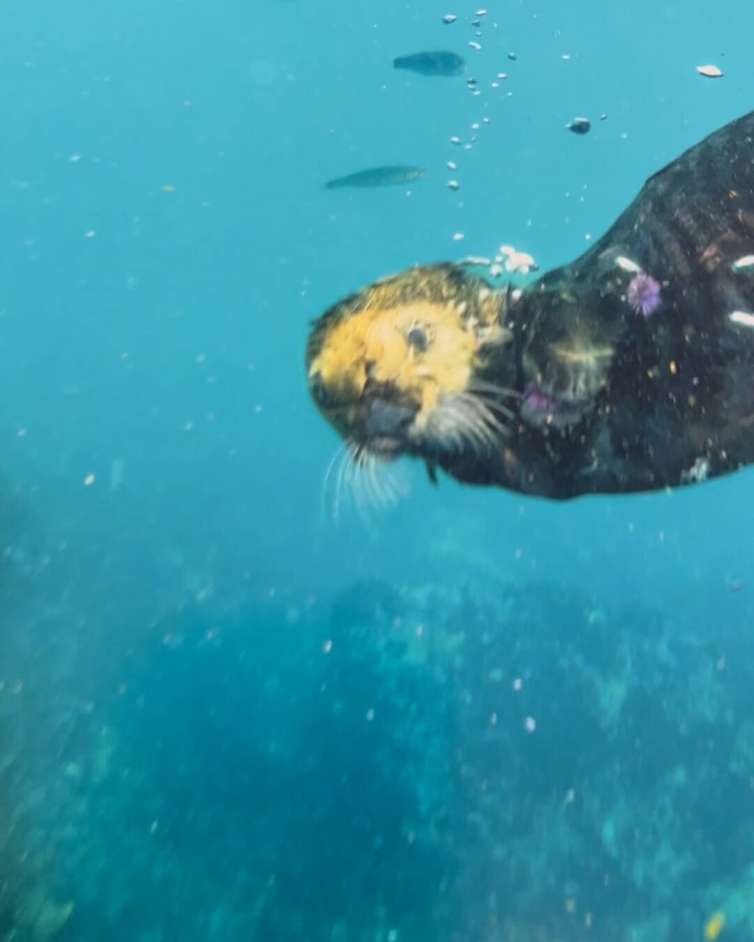 📸🌊 We had a blast printing @ralphpace's stunning @natgeo feature, spotlighting our local sea otters! Printing a body of work in a large format is truly special, it allows you to get close and notice all the details.

Check out the installation at  