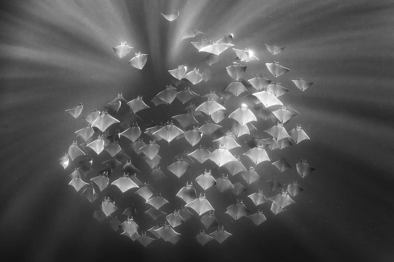 An imperfect circle. Mobula rays from the Sea of Cortez. 

Admittedly, we didn&rsquo;t have the greatest wildlife encounters on our trip. But I&rsquo;m happy with this image, and I must say the group was lovely, and that&rsquo;s always the best part.