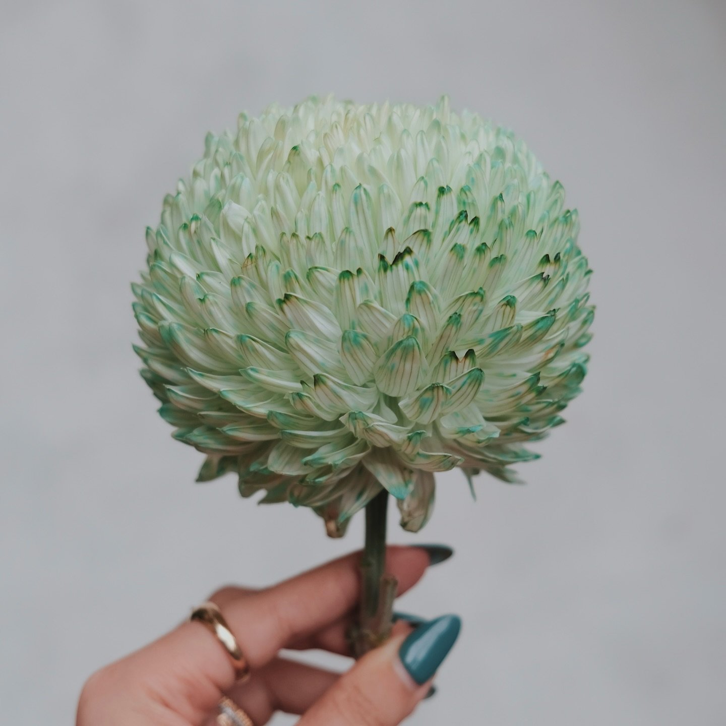 本週週花，的其中一支，可愛青蘋綠球 🤢🌳🍏