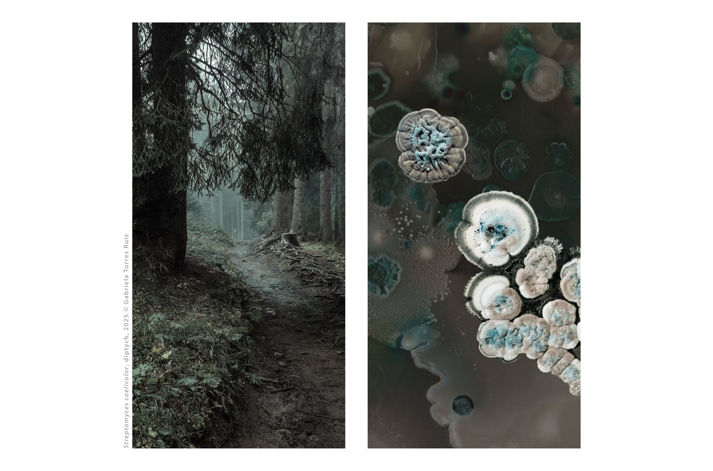 Streptomyces coelicolor – A Model for Microbial Creativity — Rethink ...