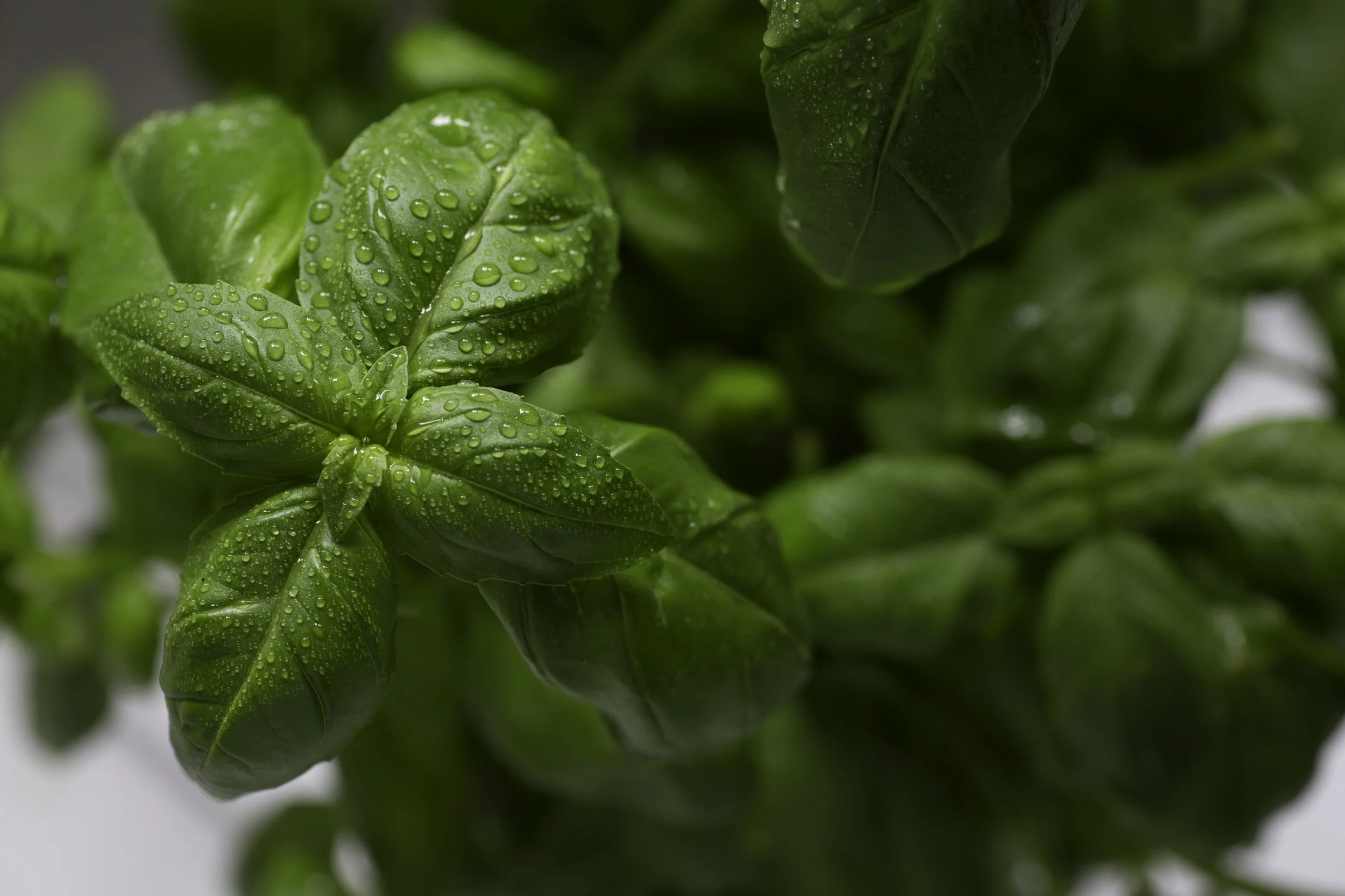 basil-from-above.jpg