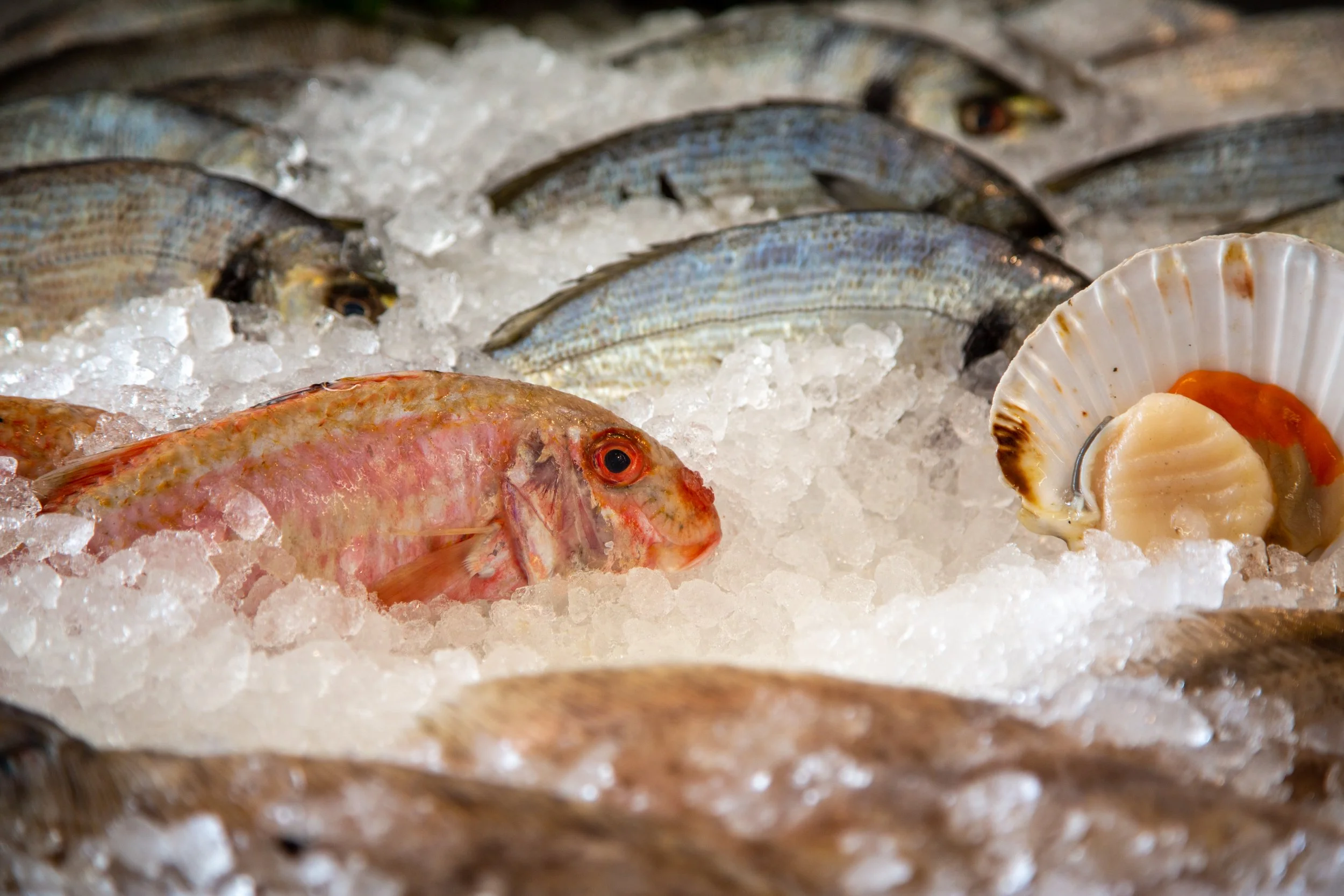 fresh-red-mullet-market-normandy-france.jpg