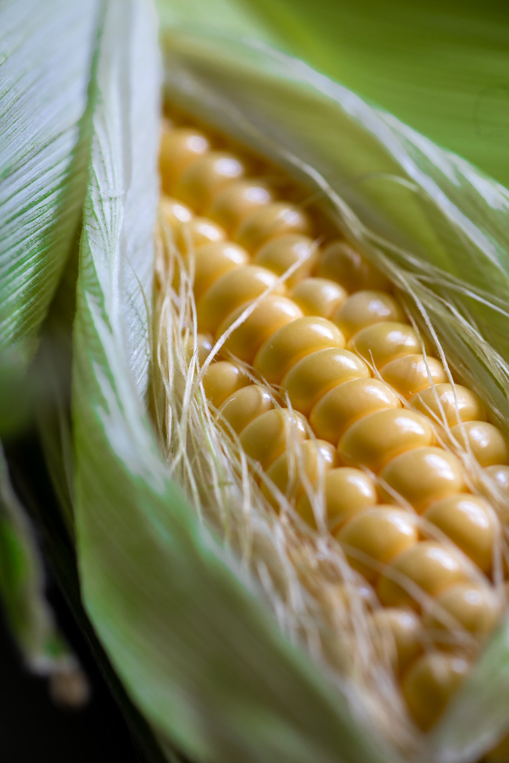 sweetcorn_fine-art-food-photography-england.jpg