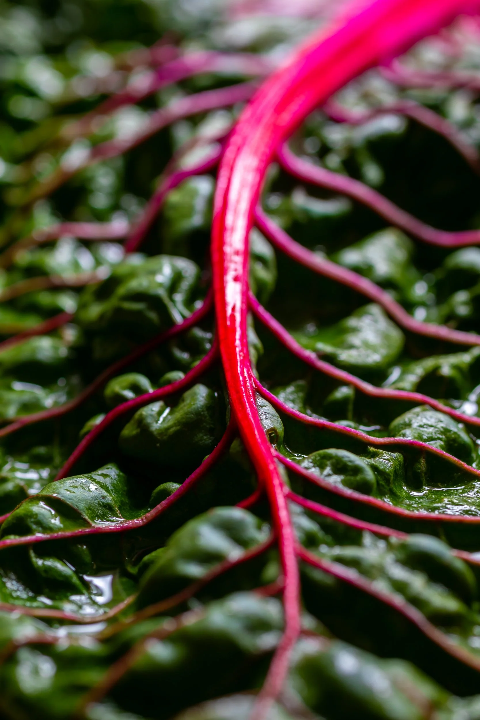 fine-art-food-photograph-of-rainbow-chard_rising-sun-milland-west-sussex.jpg
