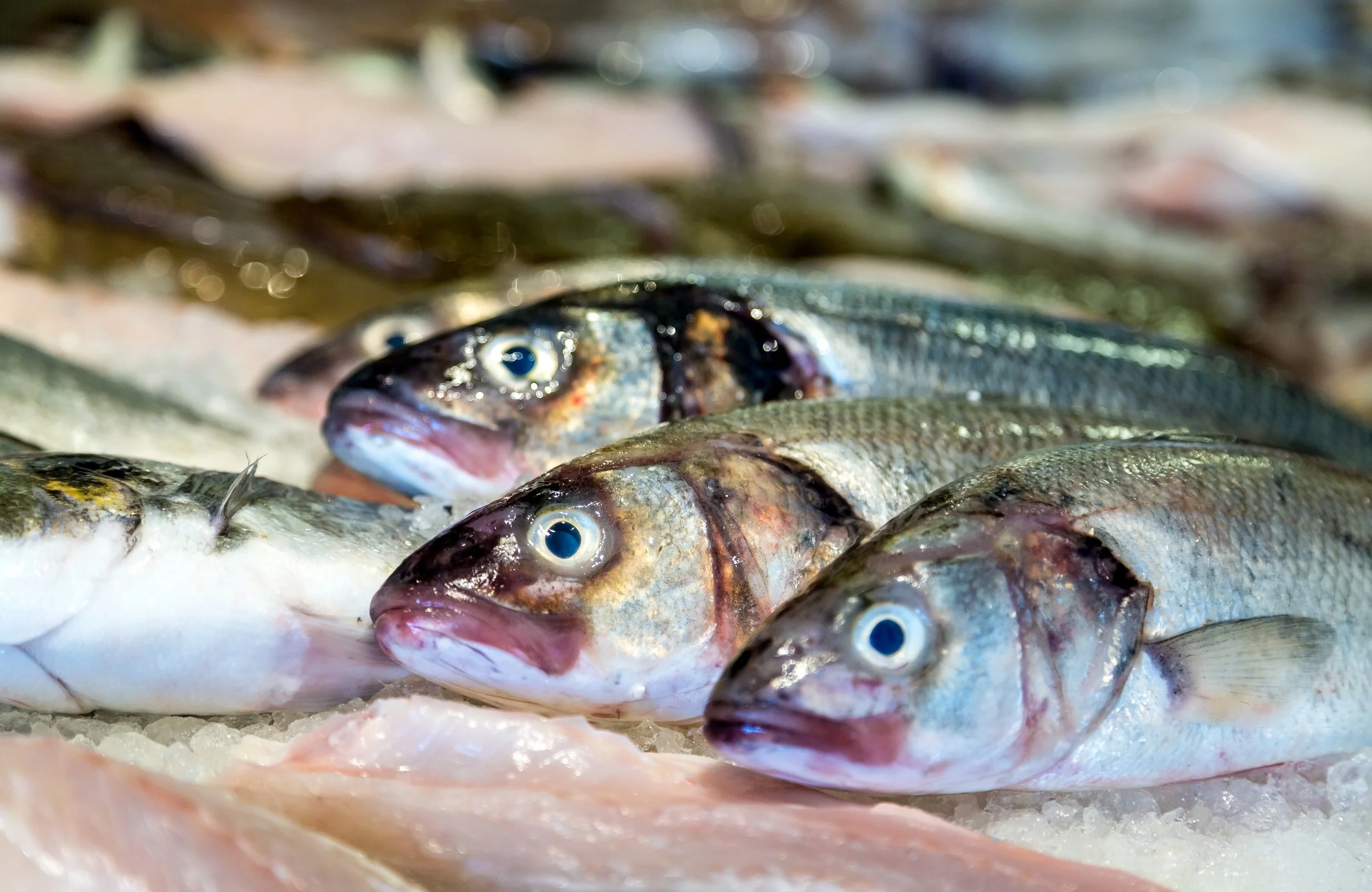 fresh-sea-bream-lyme-regis-devon.jpg