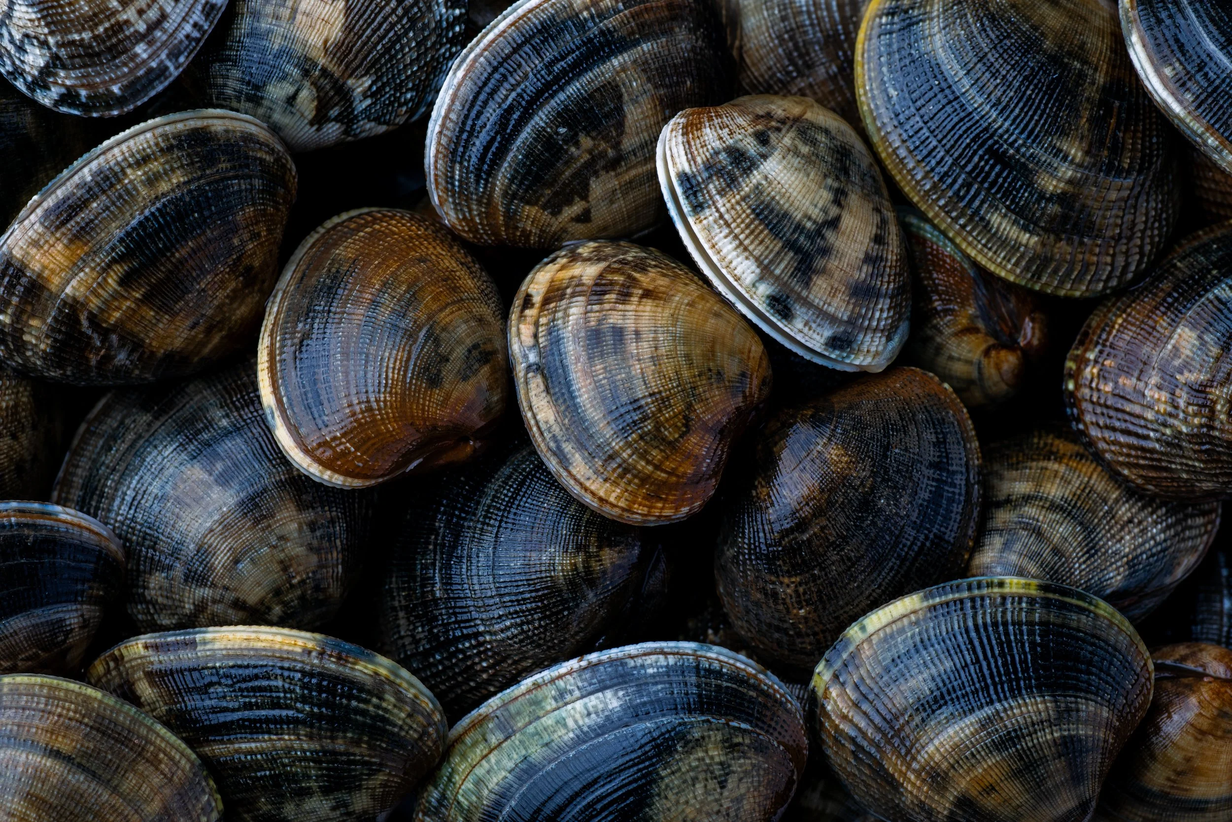 Fine art food photograph of fresh live clams at The Rising Sun, Milland