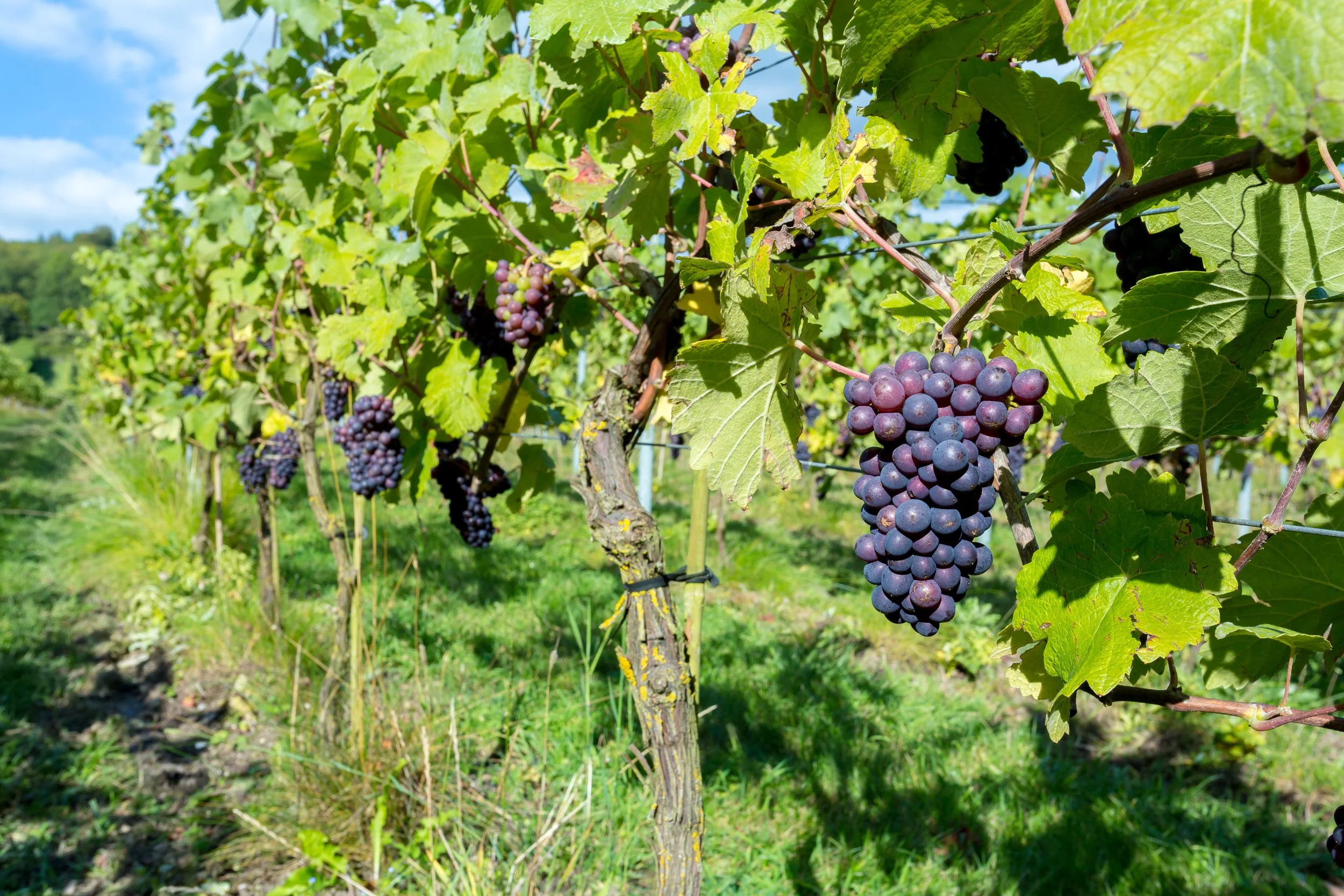 red-wine-grapes-growing-at-albury-organic-vineyard.jpg