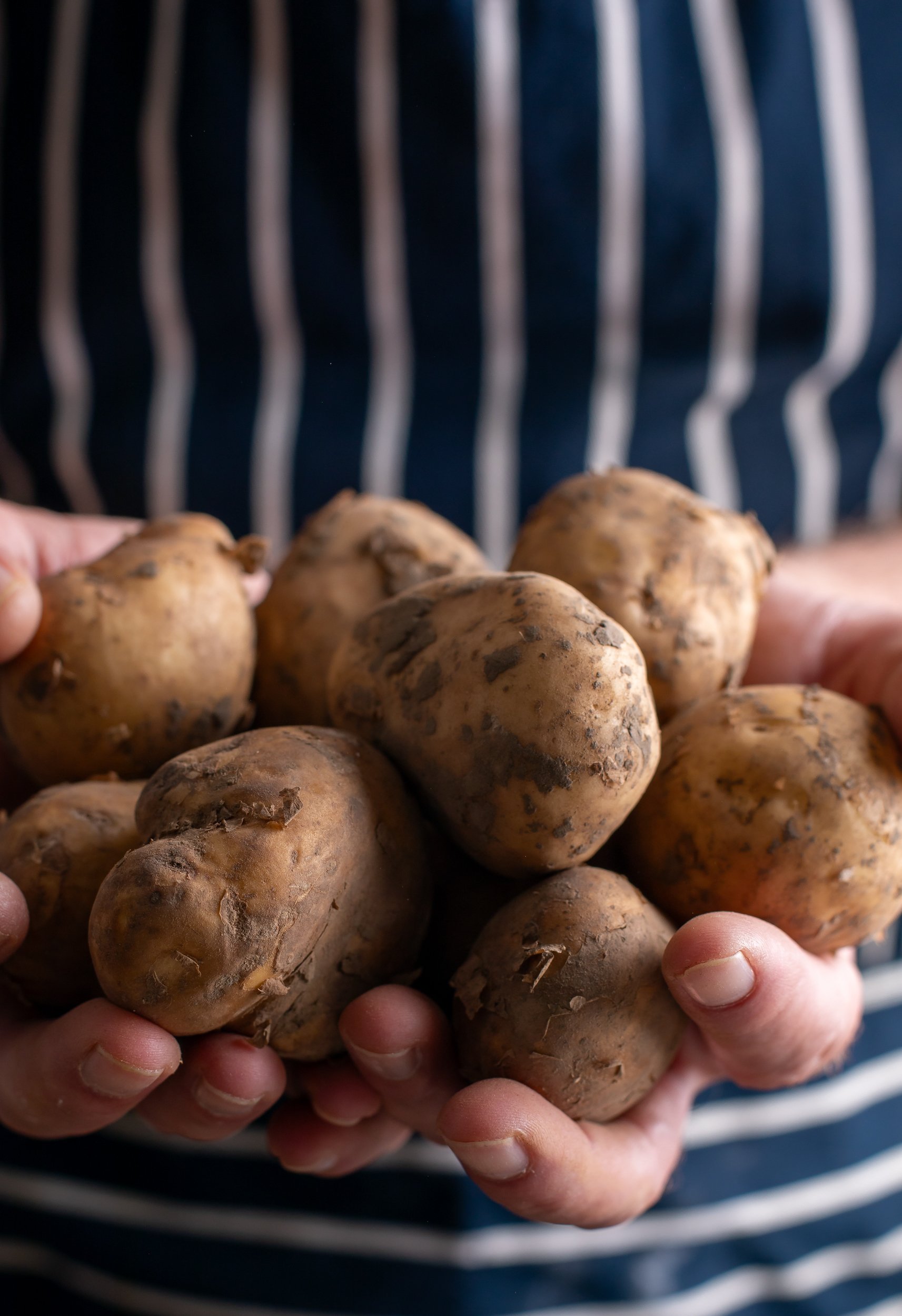 chef-holds-organic-new-potatoes-from-local-allotment-surrey-food-photographer.jpg