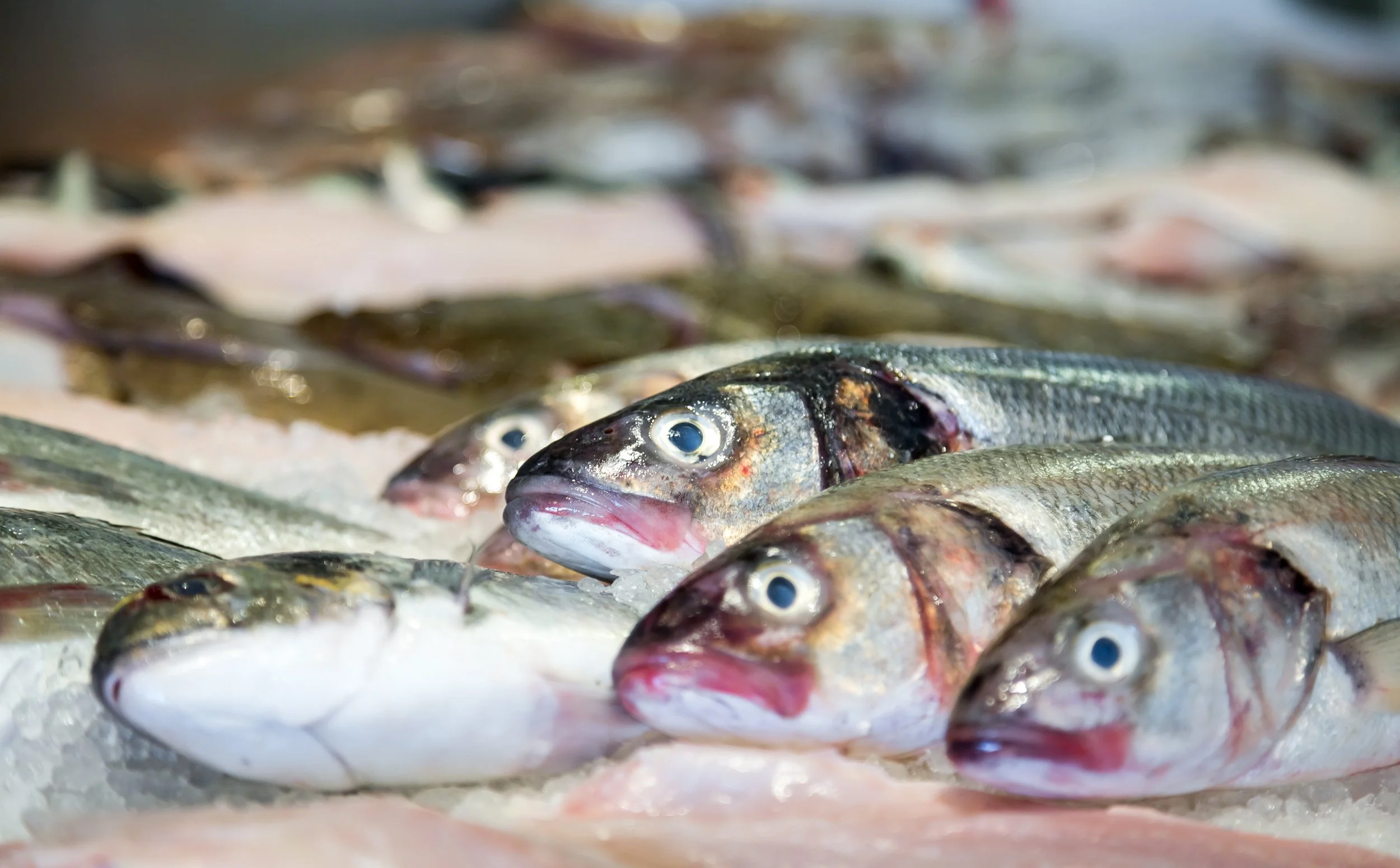 fresh-sea-bream-catch-lyme-regis-devon.jpg