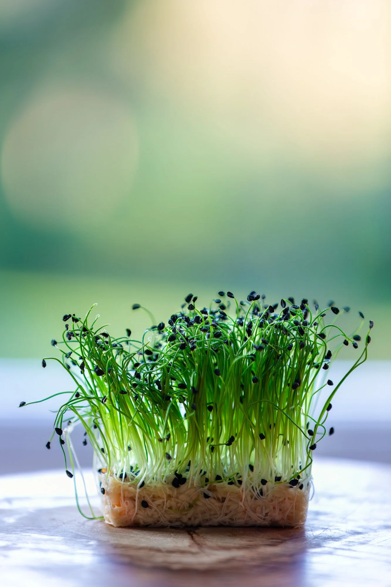 micro-herbs_rising-sun-milland_dining-room_west-sussex_fine-art-food-photographer.jpg