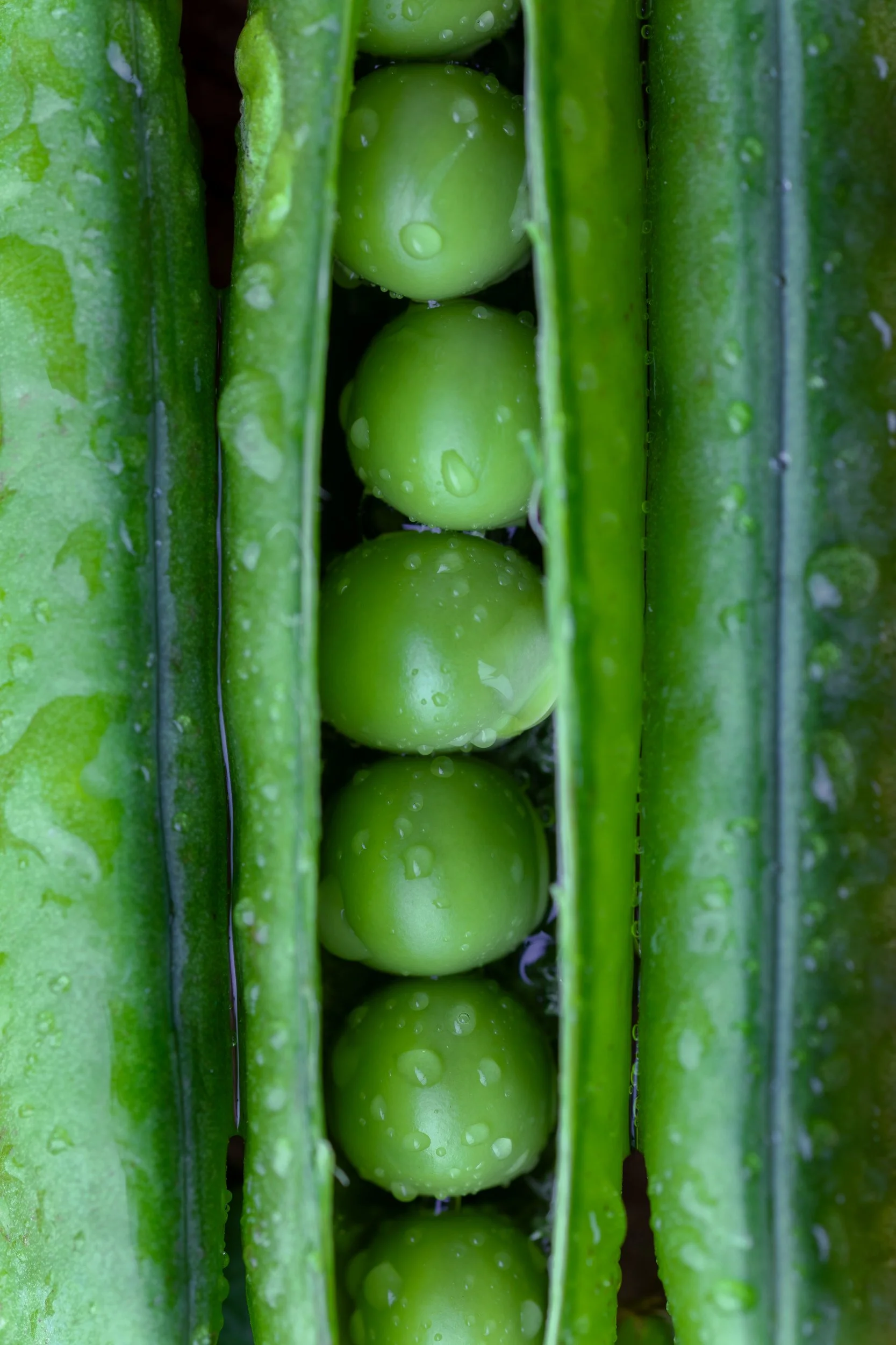 fresh-organic-peas-in-pod_rising-sun-milland_dining-room_west-sussex_fine-art-food-photographer.jpg
