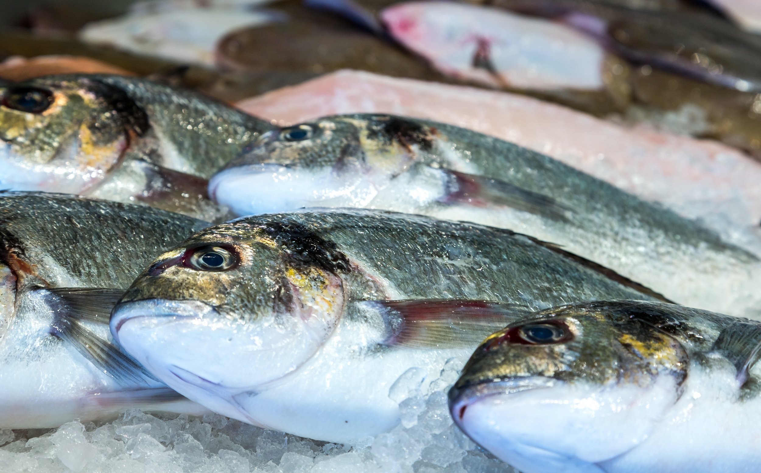 freshly-caught-sea-bream-lyme-regis-devon.jpg