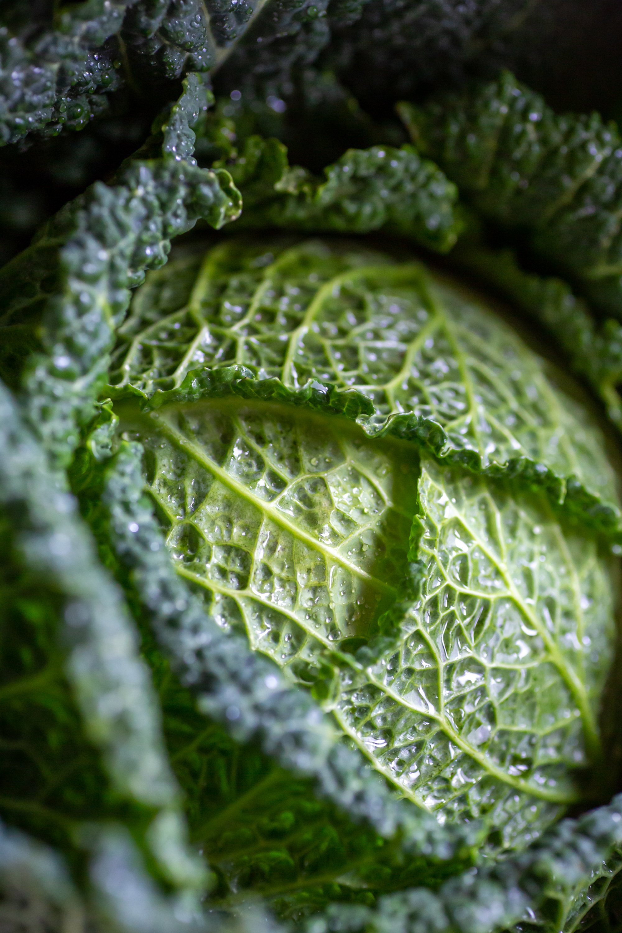 savoy-cabbage_fine-art-food-photography-england.jpg