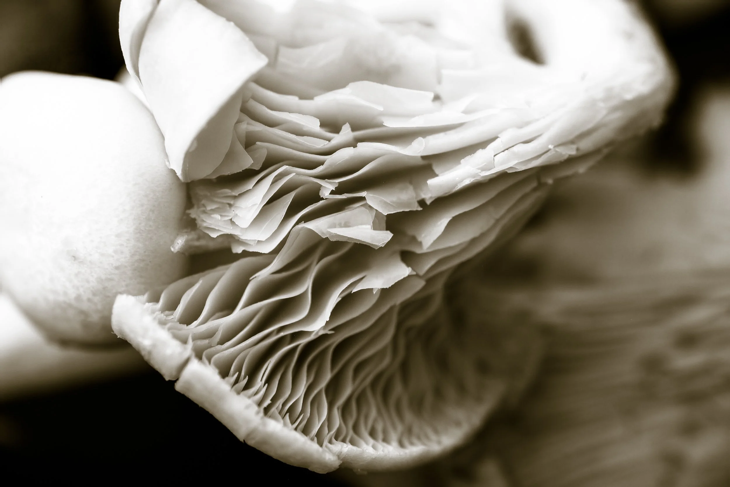 wild-mushroom-gills_fine-art-food-photography-england.jpg