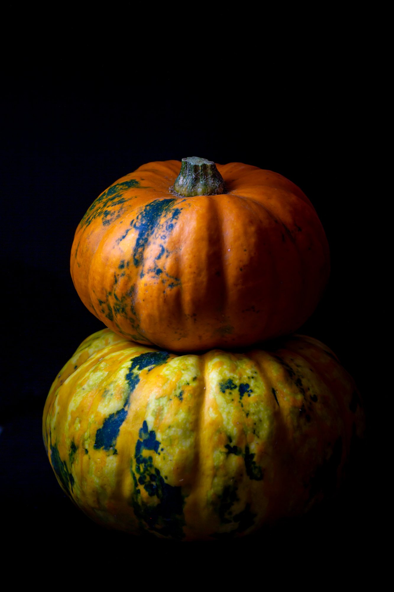 Mini pumpkins on black background at The Rising Sun, Milland. Fine art photography by Sequoia Studios