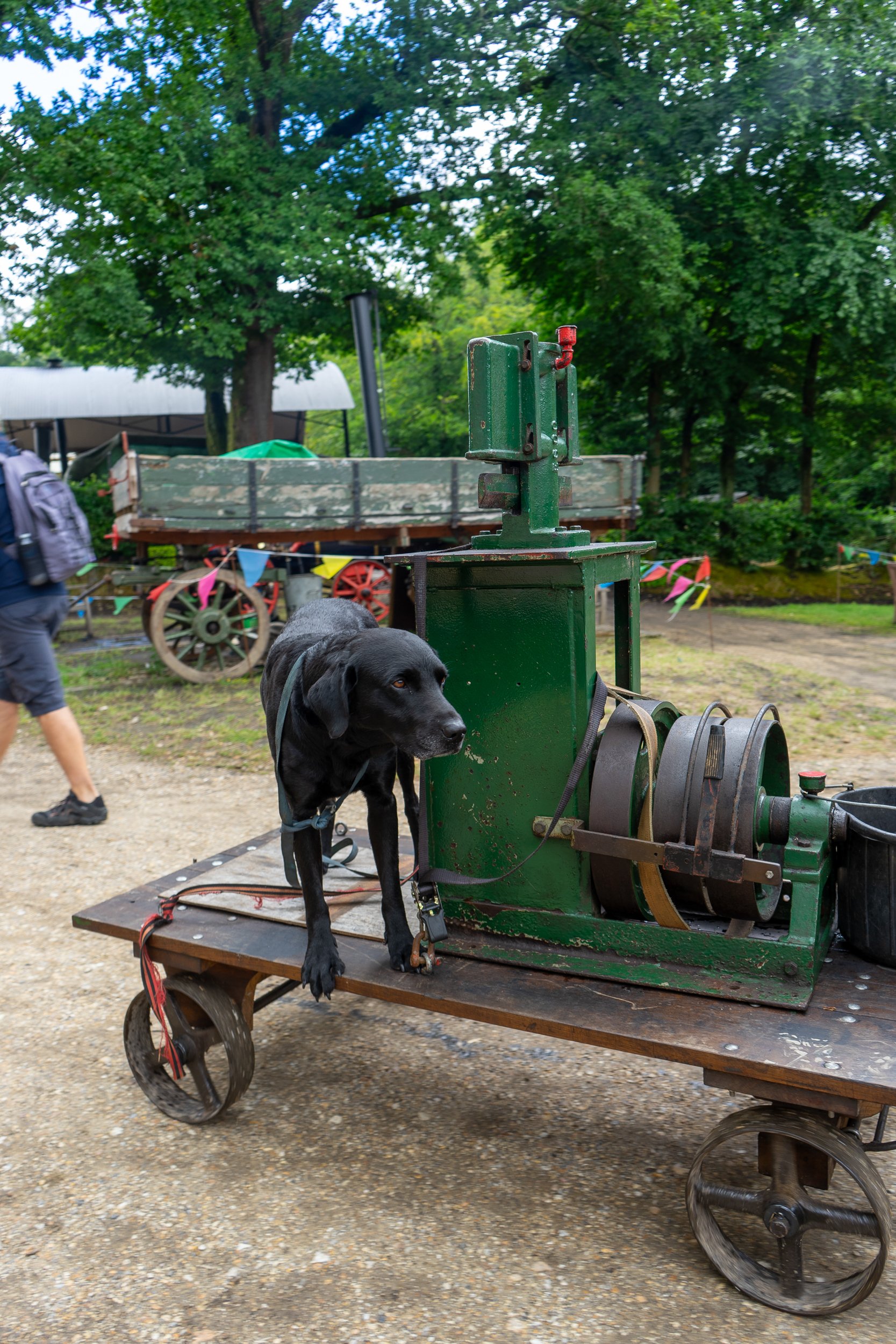 Dog rides miniature steam-powered traction engine in motion – Hollycombe Mega Model Weekend – Charitable Event Photography by Sequoia Studios