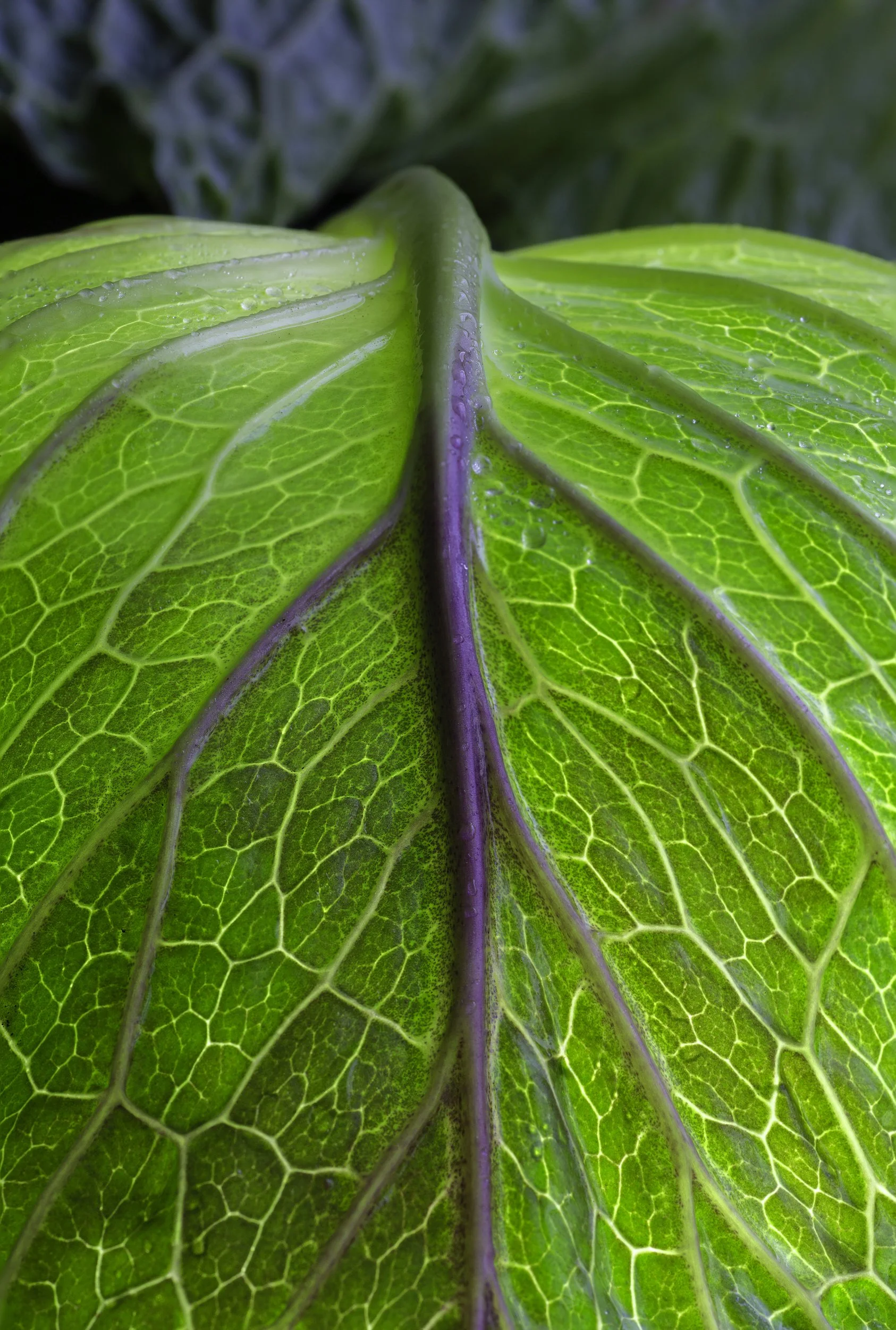 cabbage-leaf_fine-art-food-photography-england.jpg