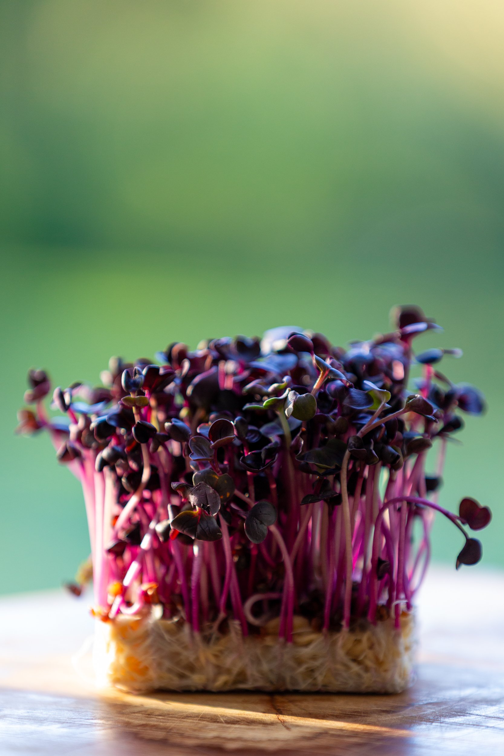 micro-herbs-001-fine-art-food-photography.jpg