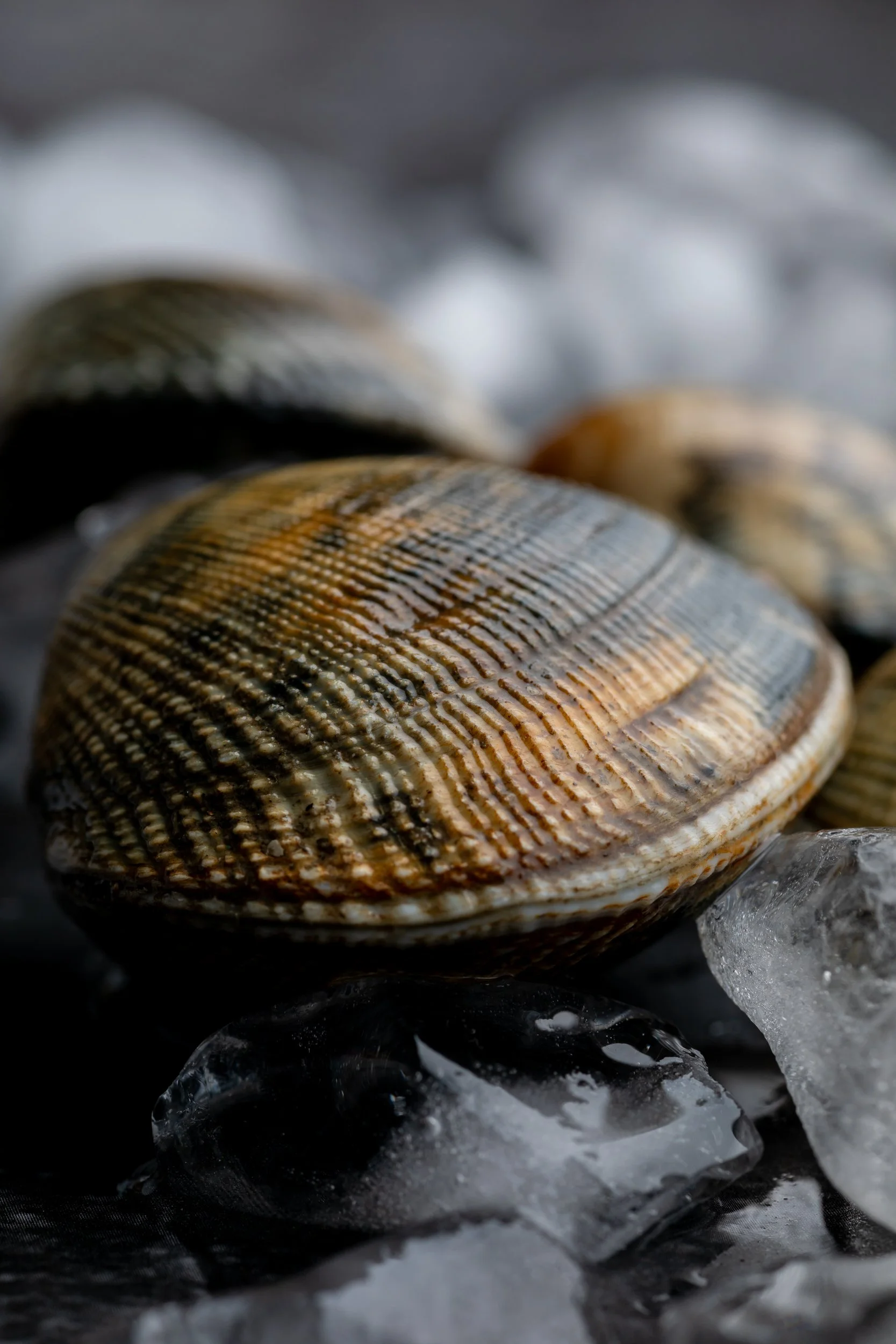 fresh-clams-on-ice-fine-art-food-photography.jpg