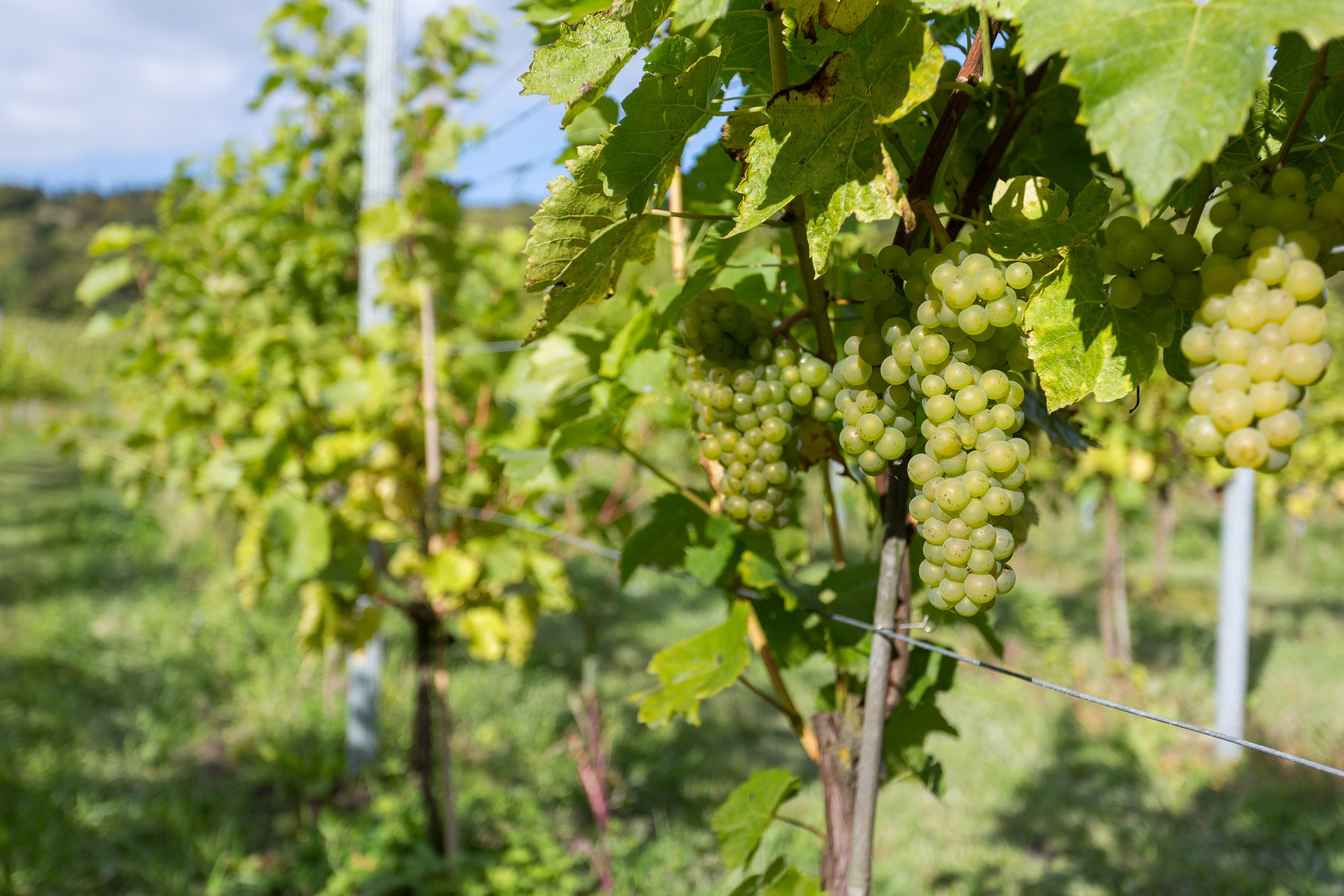 white-wine-grapes-growing-at-albury-organic-vineyard.jpg