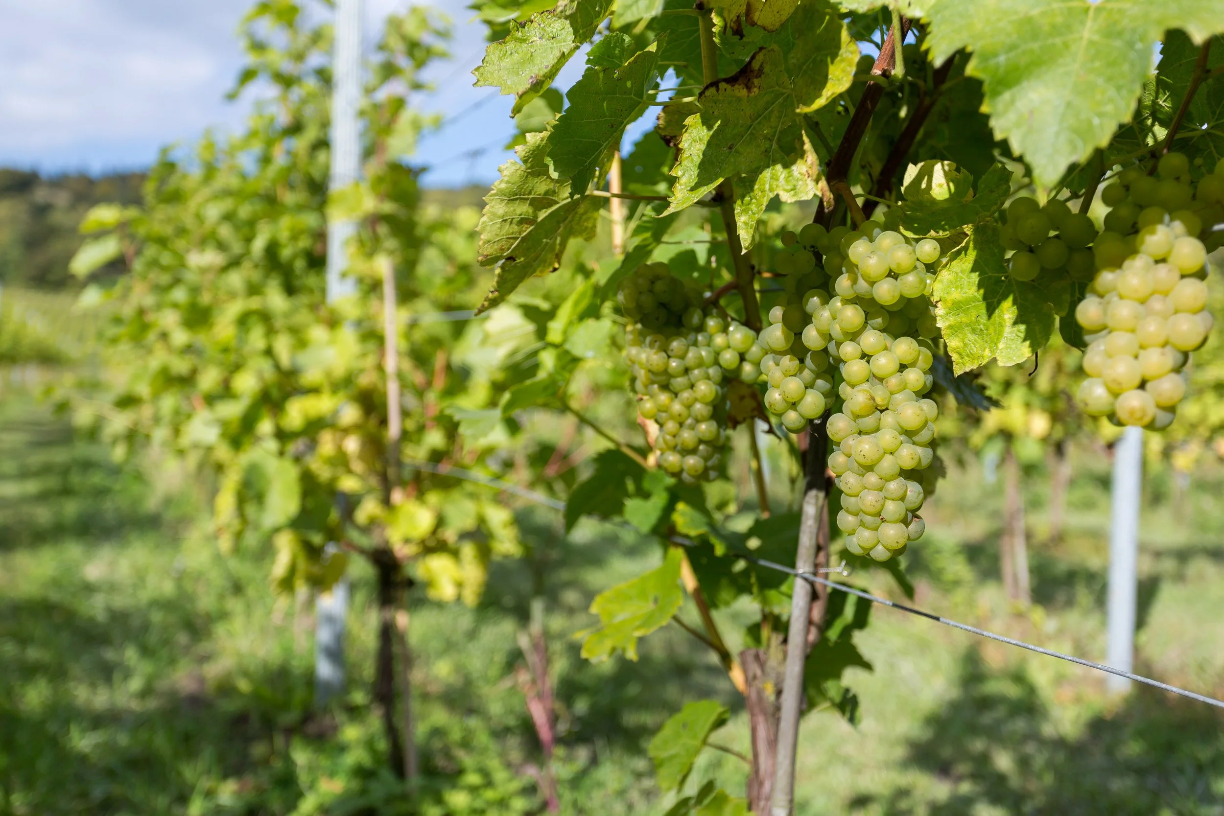 white-wine-grapes-growing-at-albury-organic-vineyard_drink-product-photographer-surrey.jpg