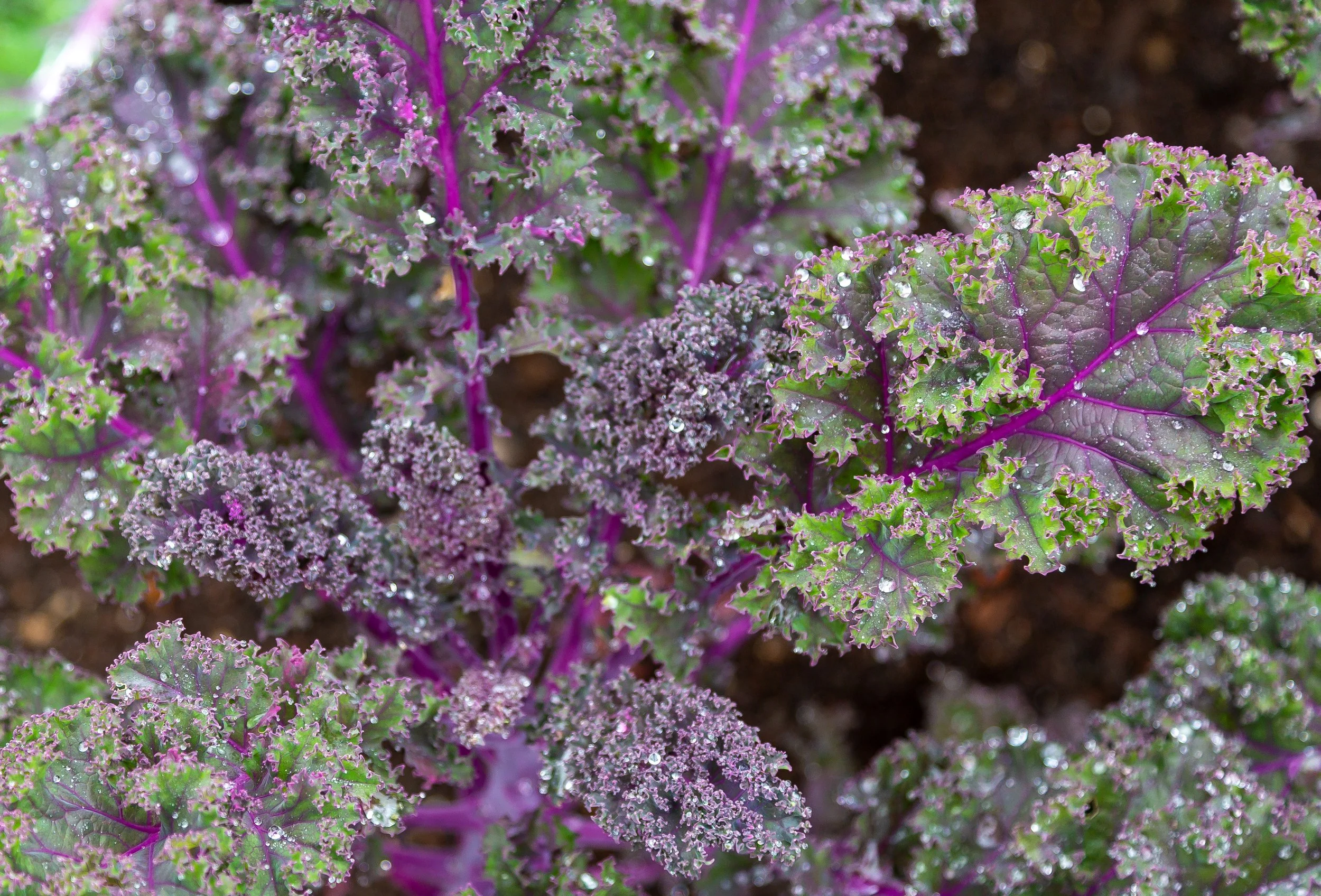 raindrops-on-purple-kale-the-pig-combe-kitchen-garden.jpg