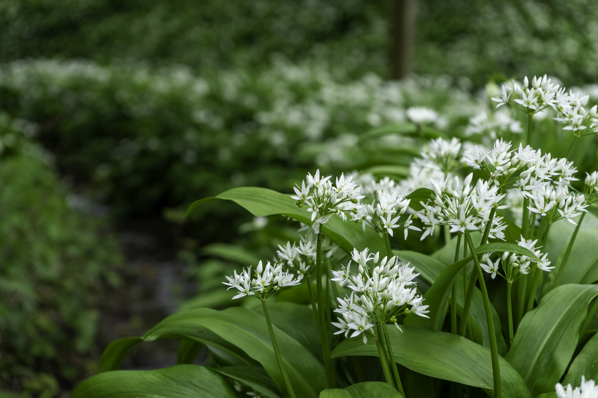 springtime-wild-garlic_rising-sun-milland_dining-room_west-sussex_fine-art-food-photographer.jpg