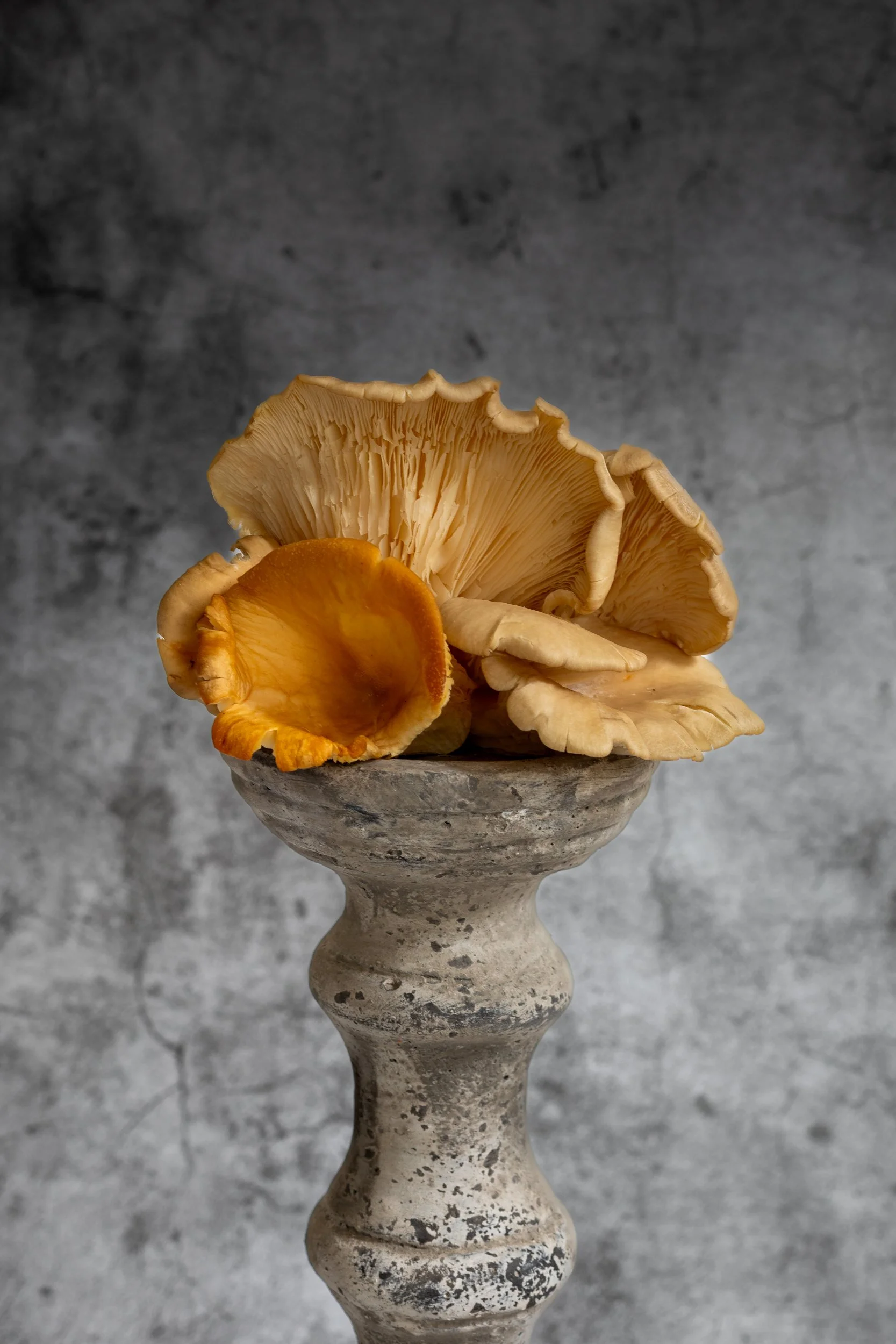 oyster-mushrooms-on-cement-plinth.jpg