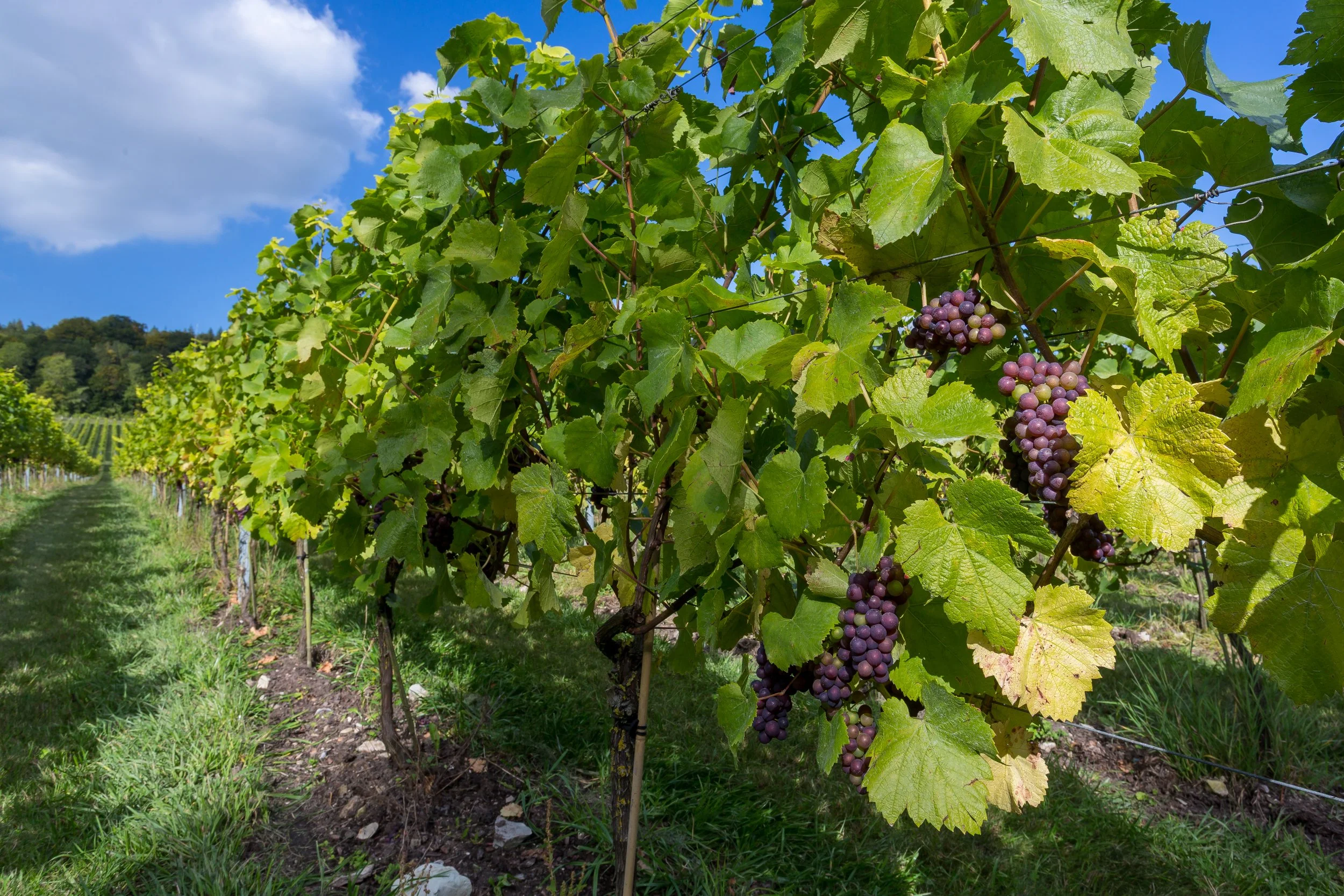 red-wine-grapes-growing-at-albury-organic-vineyard-9.jpg