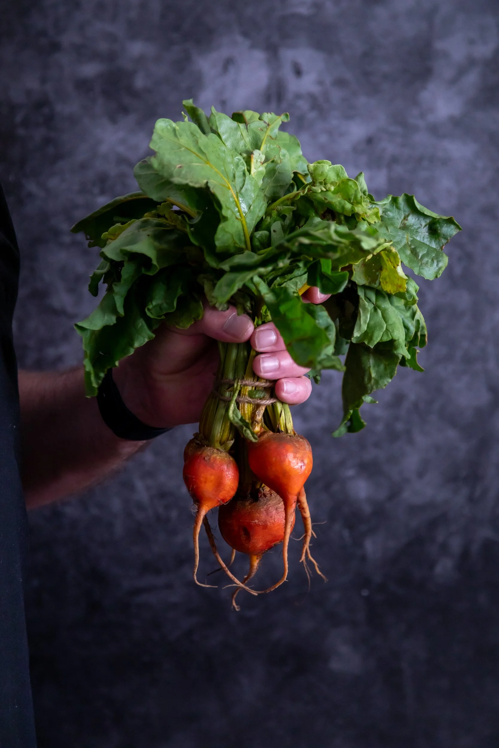 man's hand holding freshly pulled organic beetroots