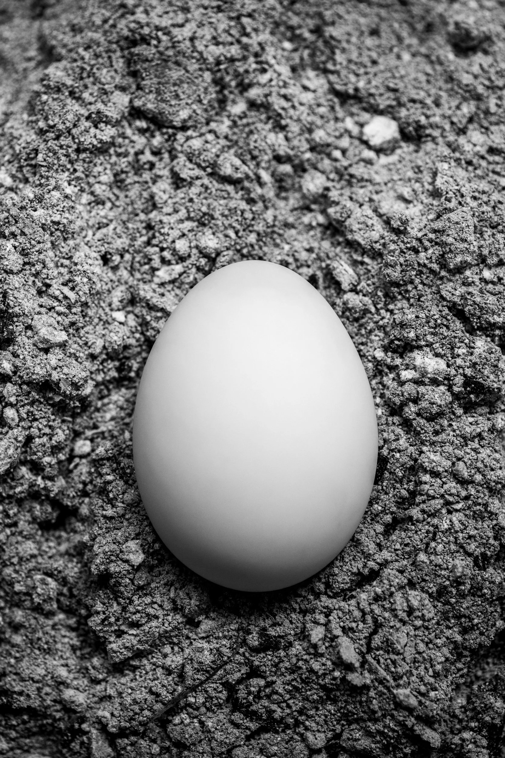 single-duck-egg-on-ashes-fine-art-food-photography.jpg