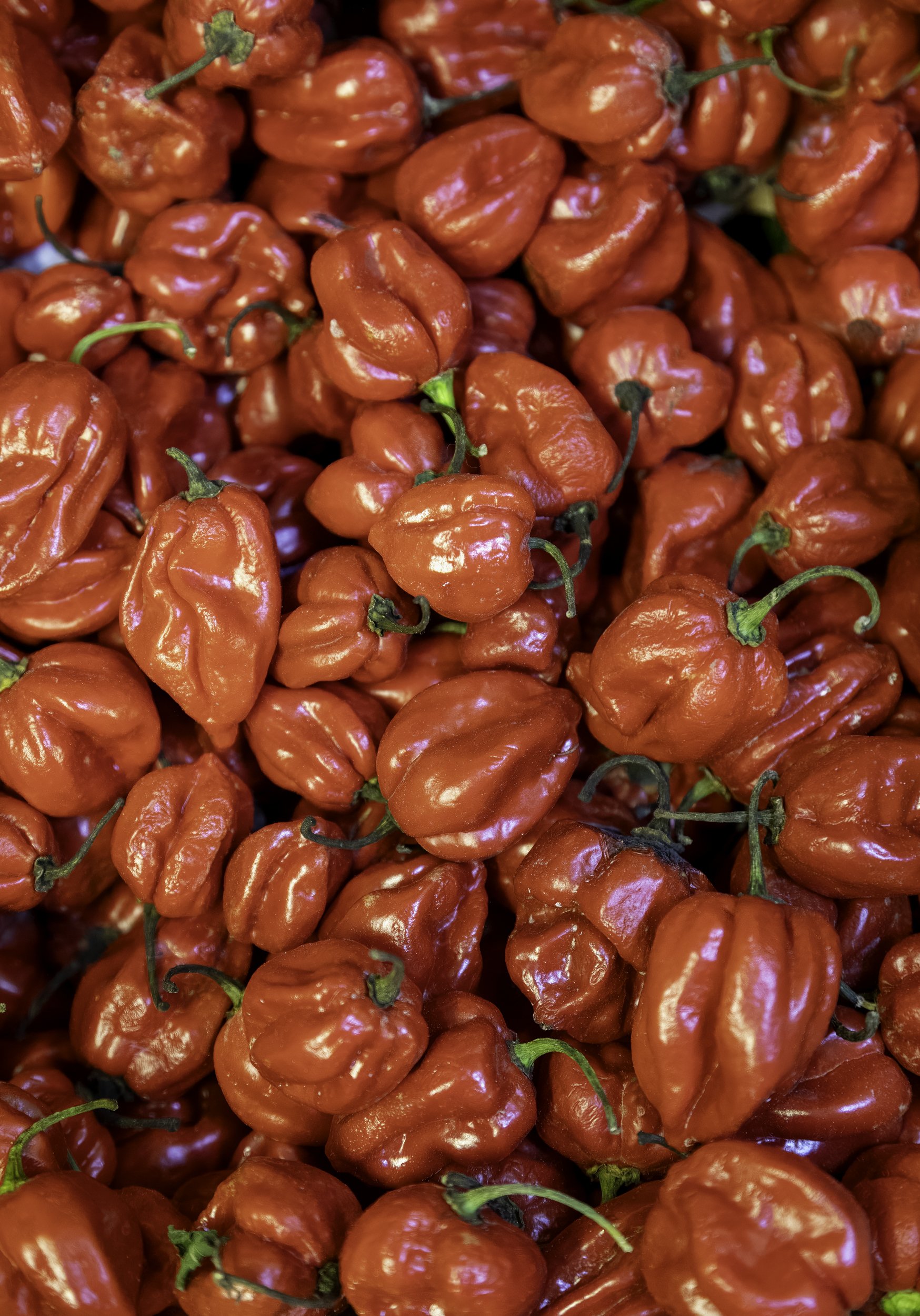 scotch-bonnet-chillis_fine-art-food-photography-england.jpg