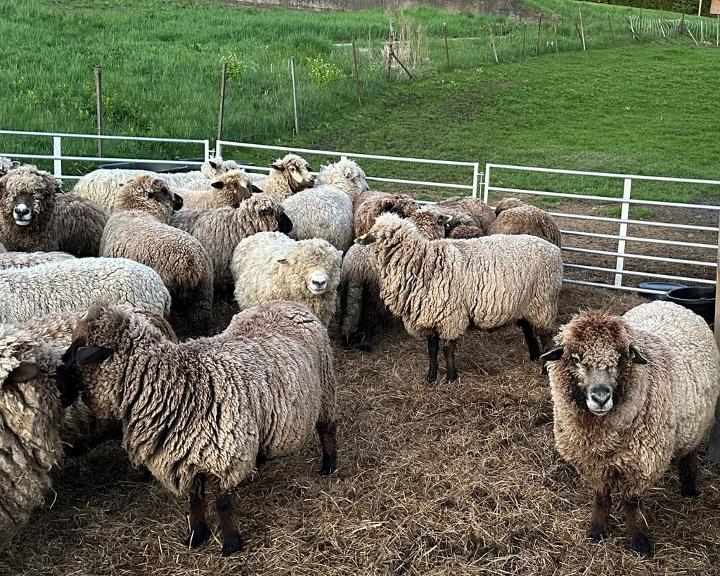 Prado sheep-2.jpg