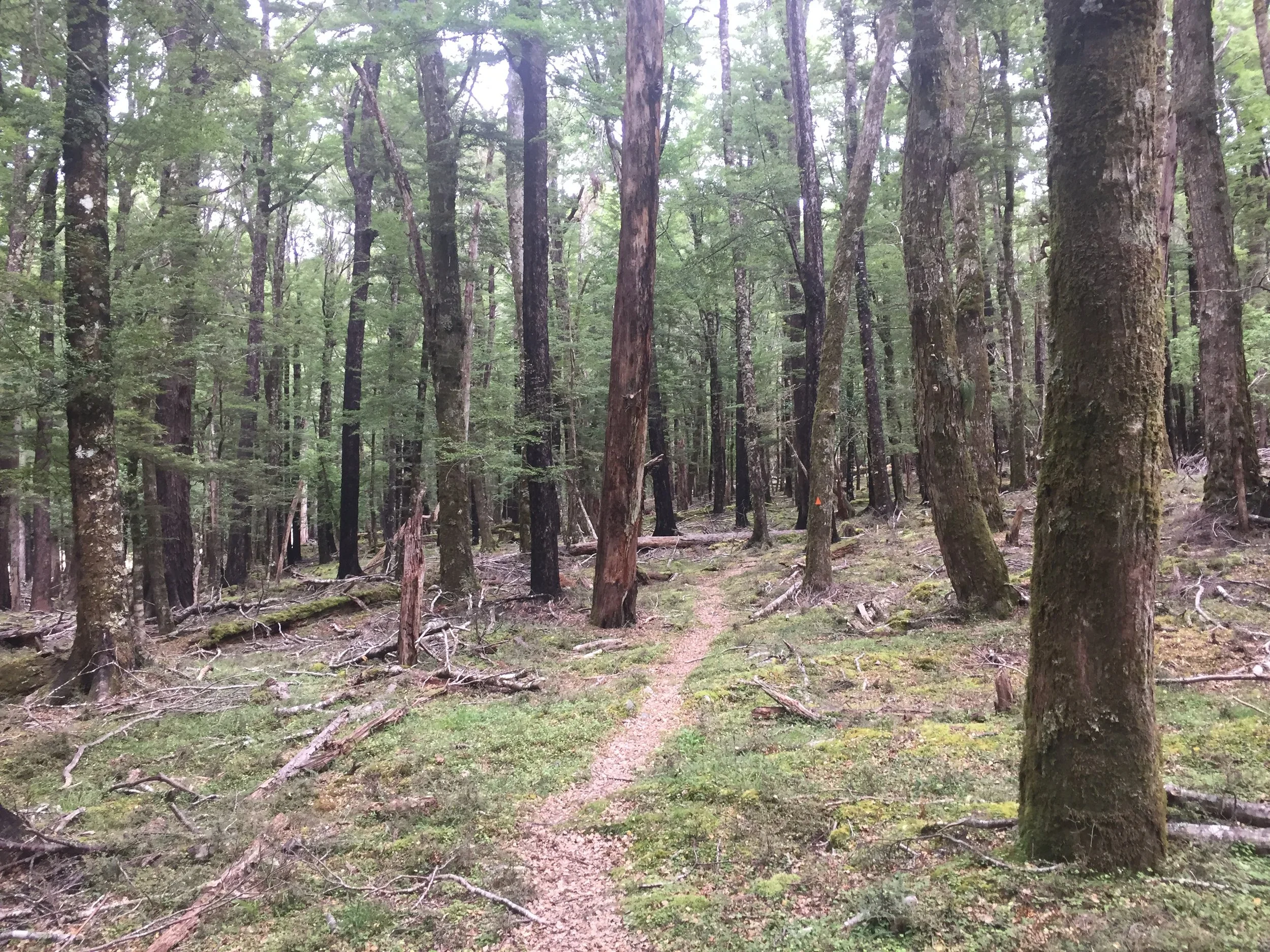 Te Araroa day 91 – Mostly forest