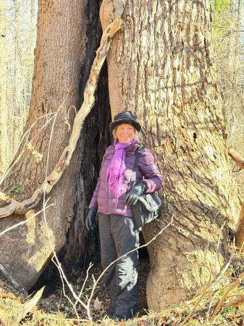 Summer Tree Walk
