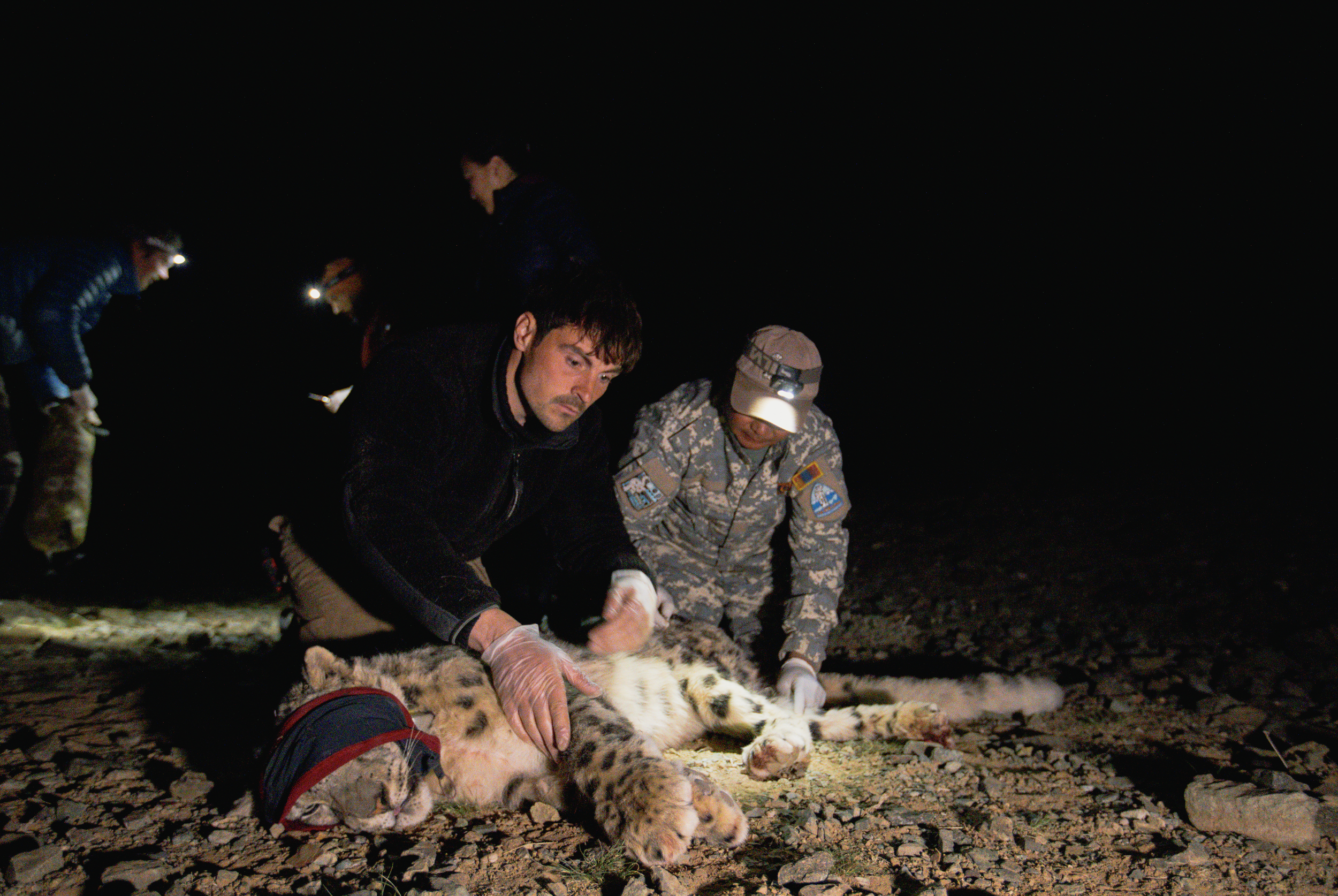 Snow Leopards with Dan O'Neill (2025)