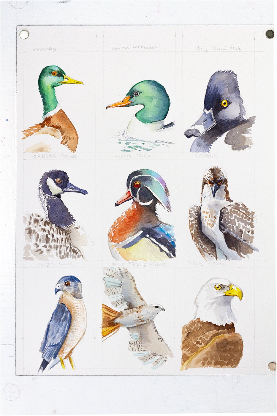 smbirds_0003_Layer 2.jpg