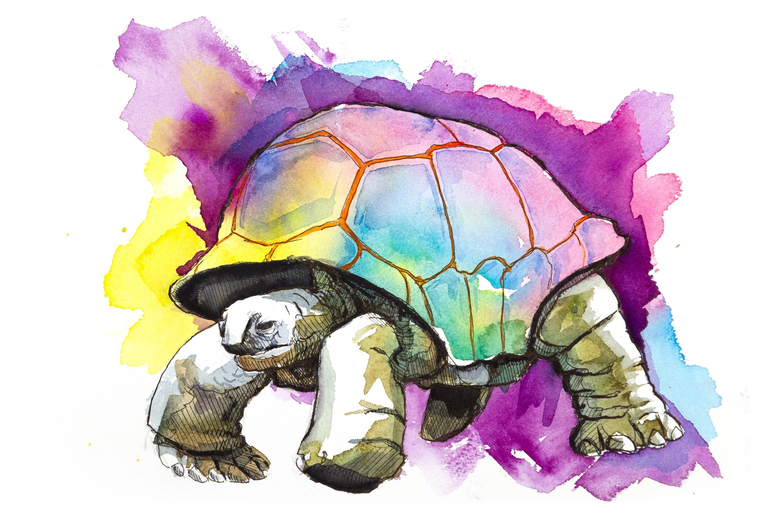 tortoise-1.jpg